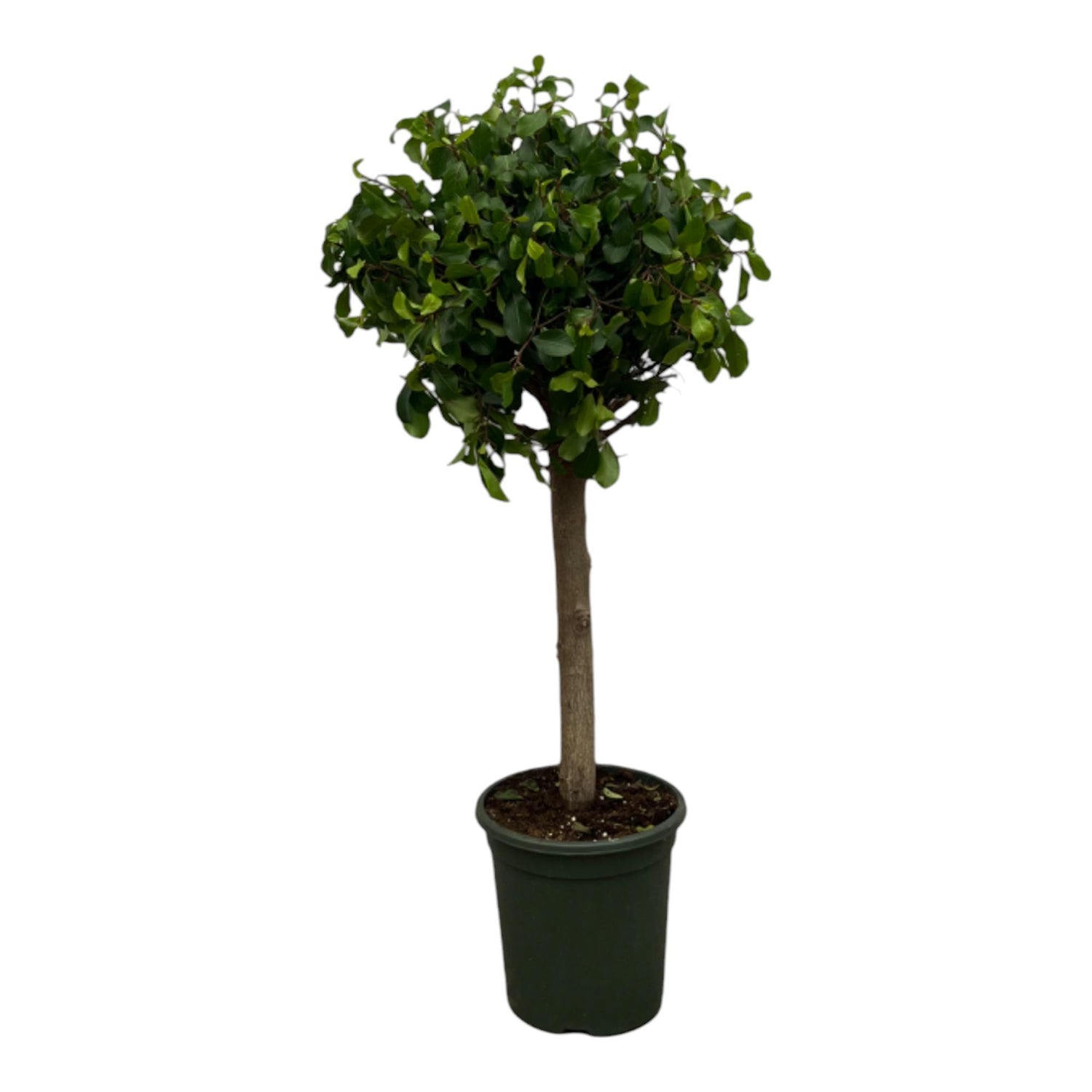 Ficus Nitida (Moclame) stam - 120 cm - Ø33cm