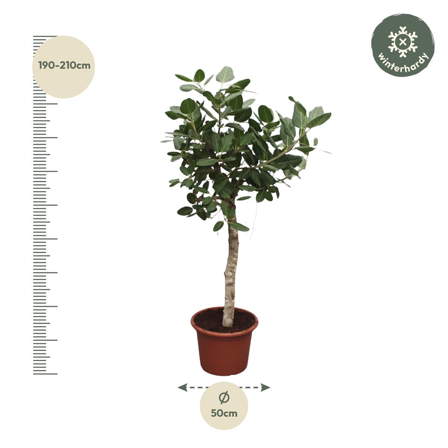 Ficus Benghalensis boom - 200 cm - ø50