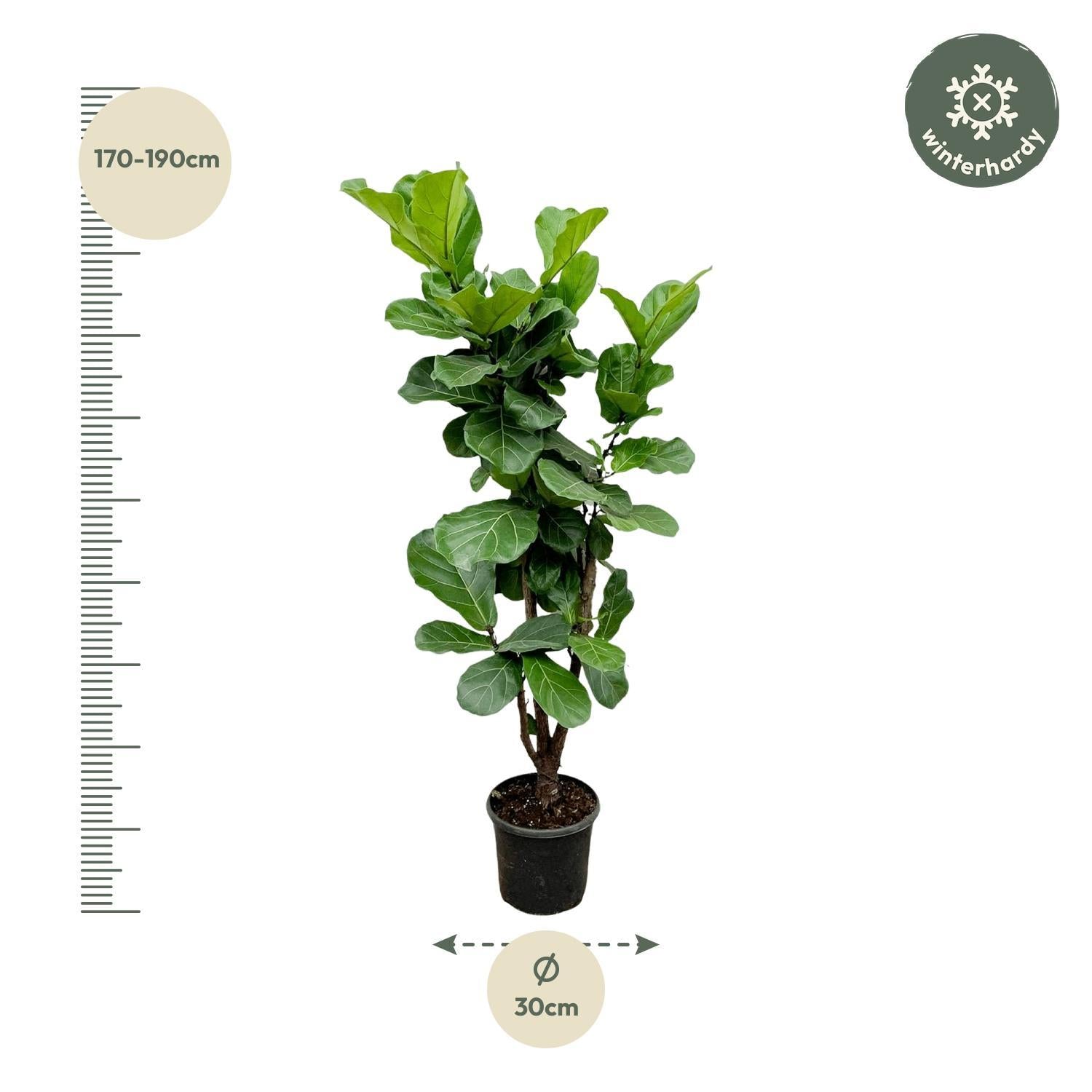 Ficus Lyrata vertakt - 180cm - ⌀30