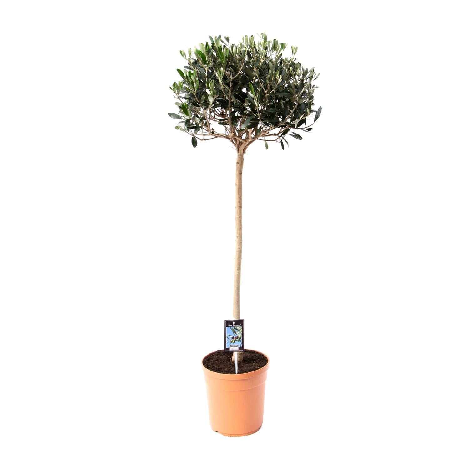 Olive Olea - Ø19cm - ↕80cm