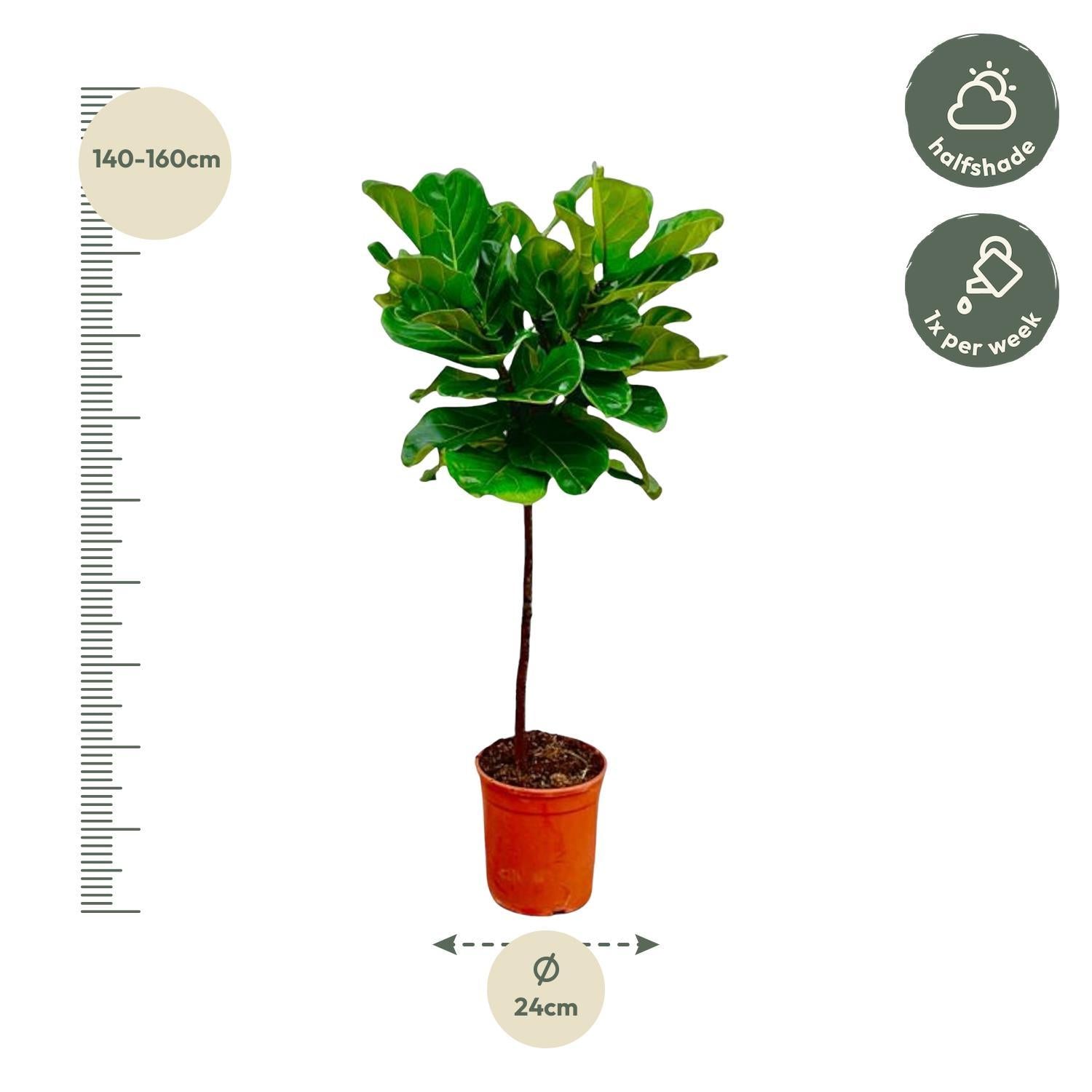 Ficus Lyrata stam - 130 cm - ø24