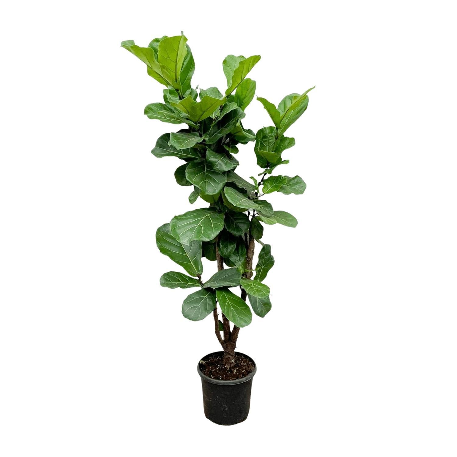 Ficus Lyrata vertakt - 180cm - ⌀30