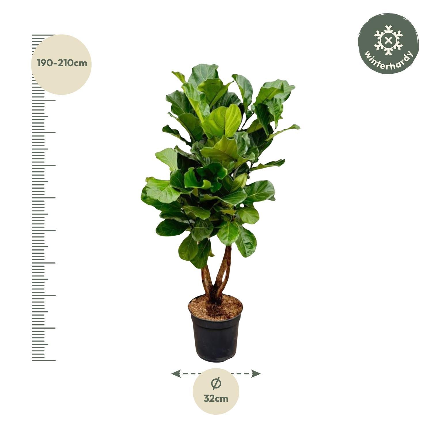 Ficus Lyrata vertakt XL - 200cm - ø32