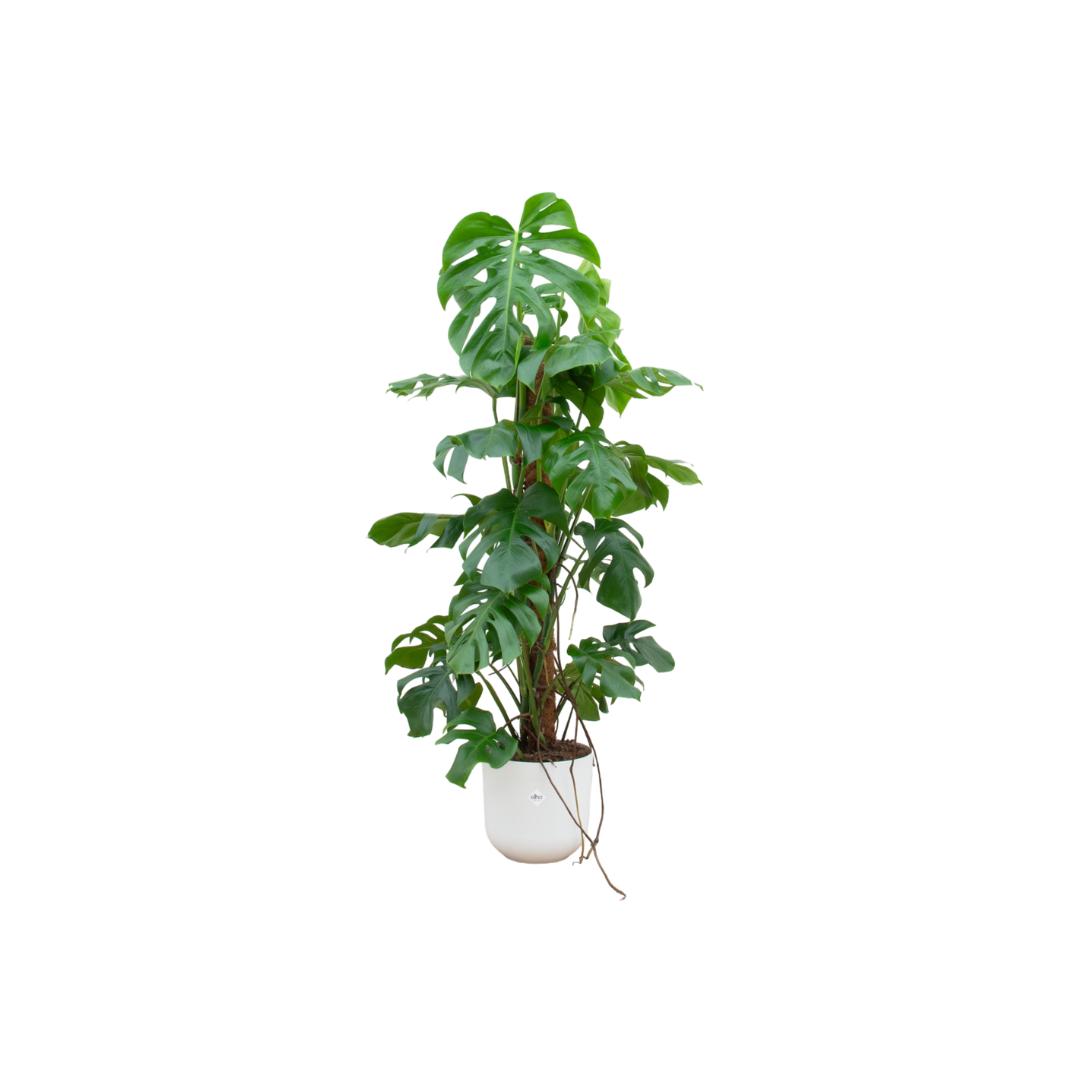 Combi deal - Monstera Pertusum XL inclusief elho Jazz Round wit Ø26 - 120 cm