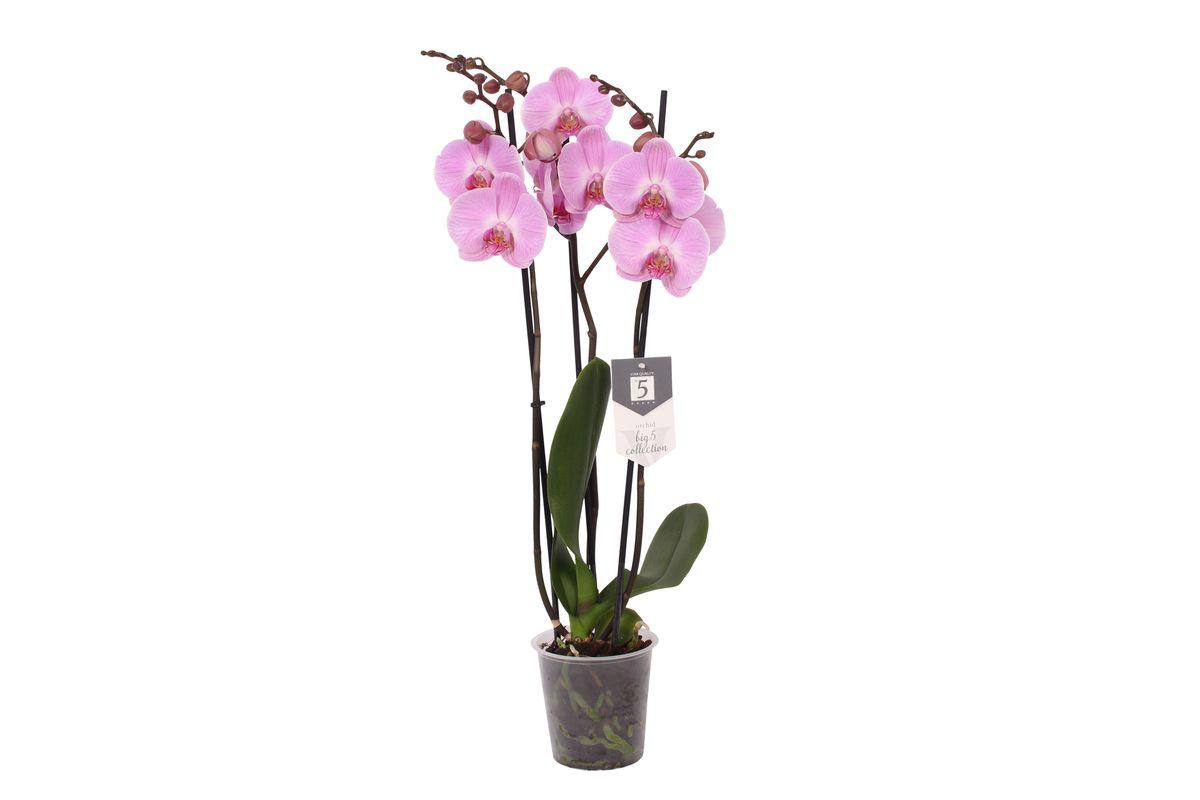 Phalaenopsis Elion - 3 Stiele - 60 cm - Ø12cm