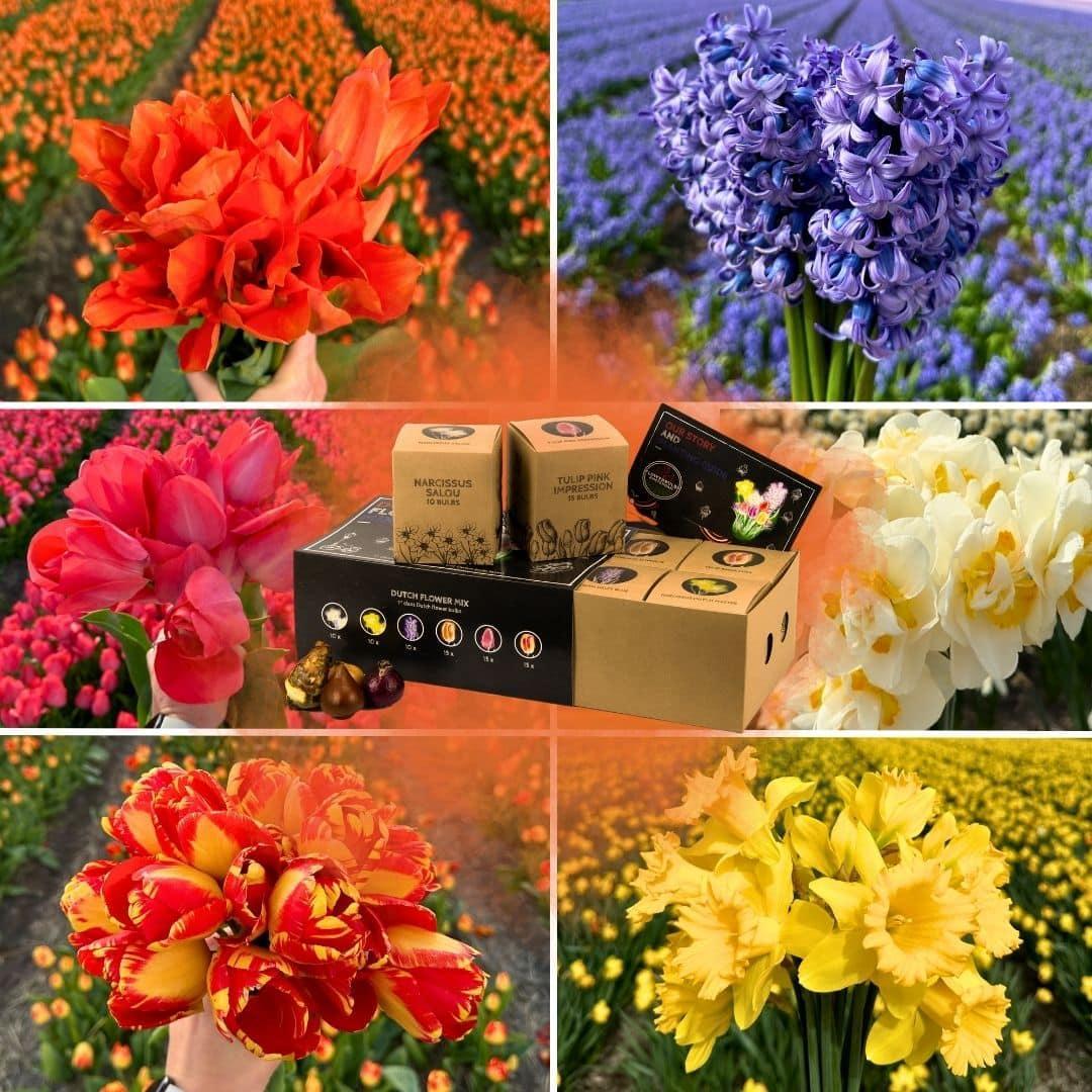 Flowerbulbs Amsterdam - Dutch Flower Mix - Luxusbox groß, 75 Blumenzwiebeln für 2 m2 Blumenpracht - Große 12+