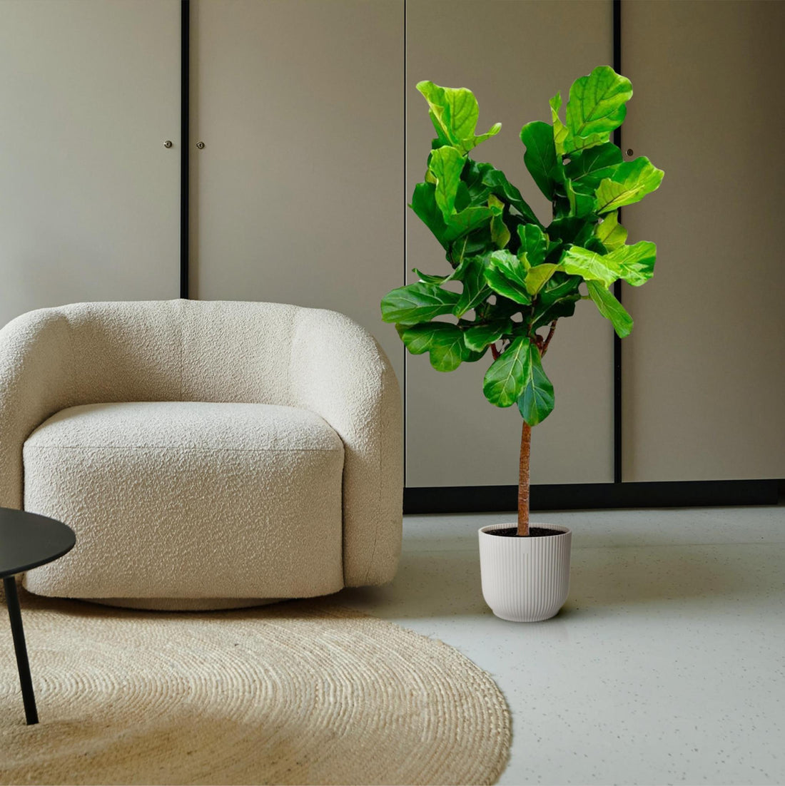 Ficus Lyrata (Geigenfeige) in einem stilvollen Topf