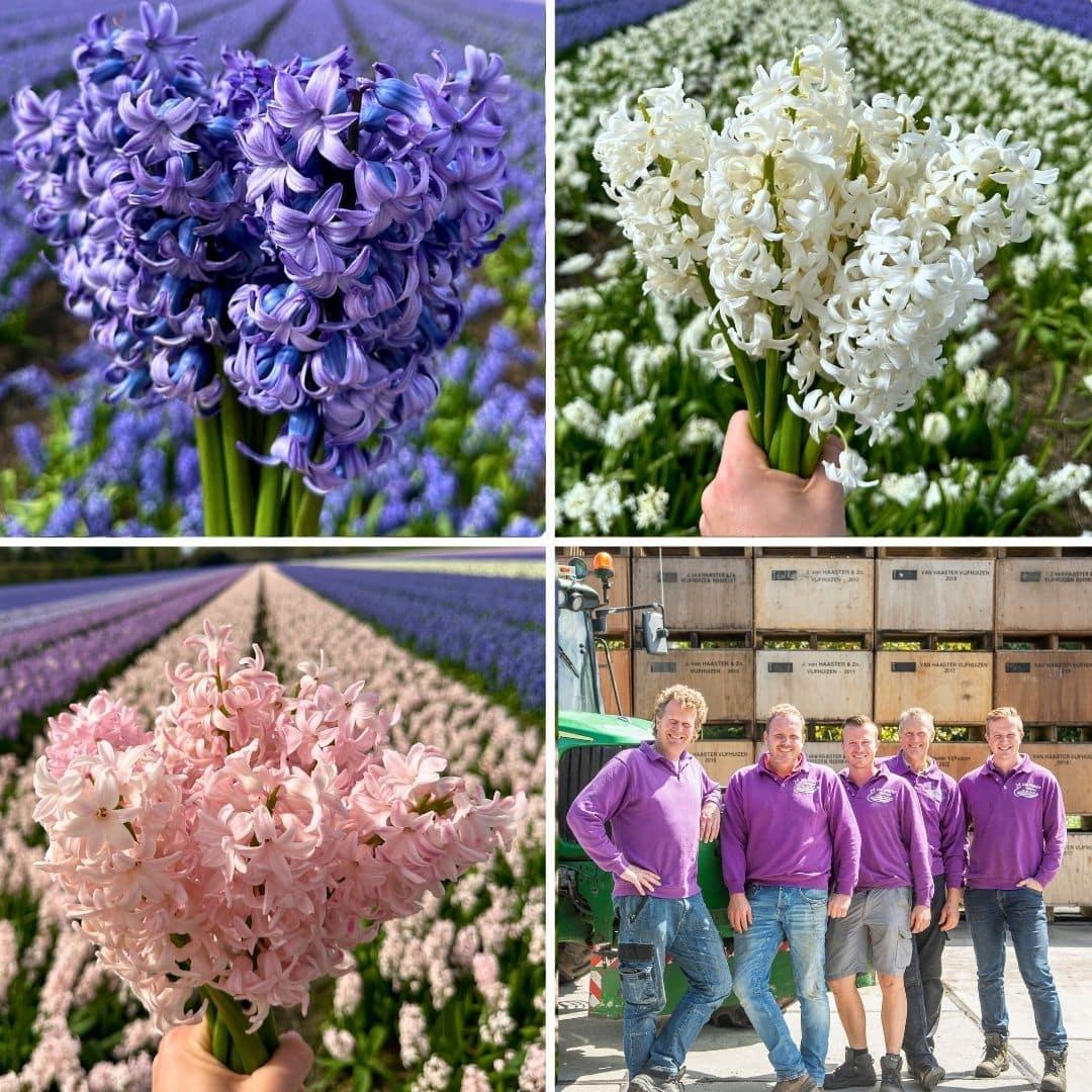 Flowerbulbs Amsterdam - Hyacint Show Off - 30 Blumenzwiebeln für 1 m² Blumenpracht - Größe 14/15