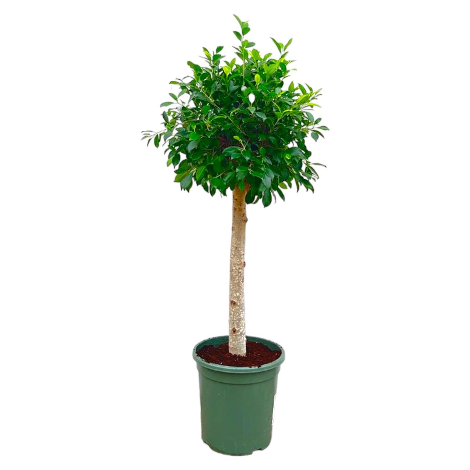 Ficus Nitida op stam - 130 cm - ø30