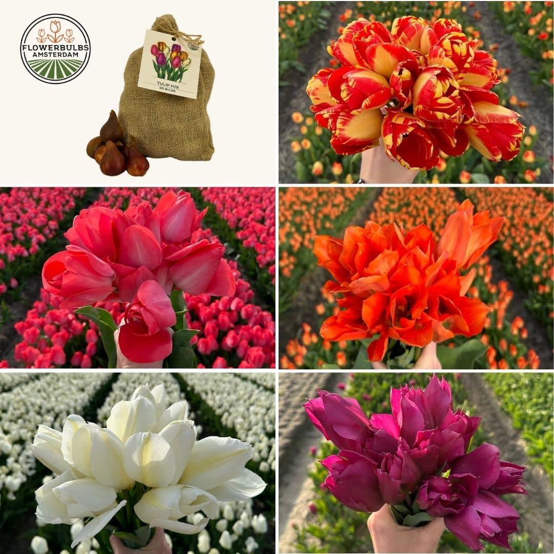 Flowerbulbs Amsterdam - Medium Tulip Mix - Nachhaltige Vorteilspackung, 50 Blumenzwiebeln f�r 1 m� Blumenpracht - Gr��e 12+