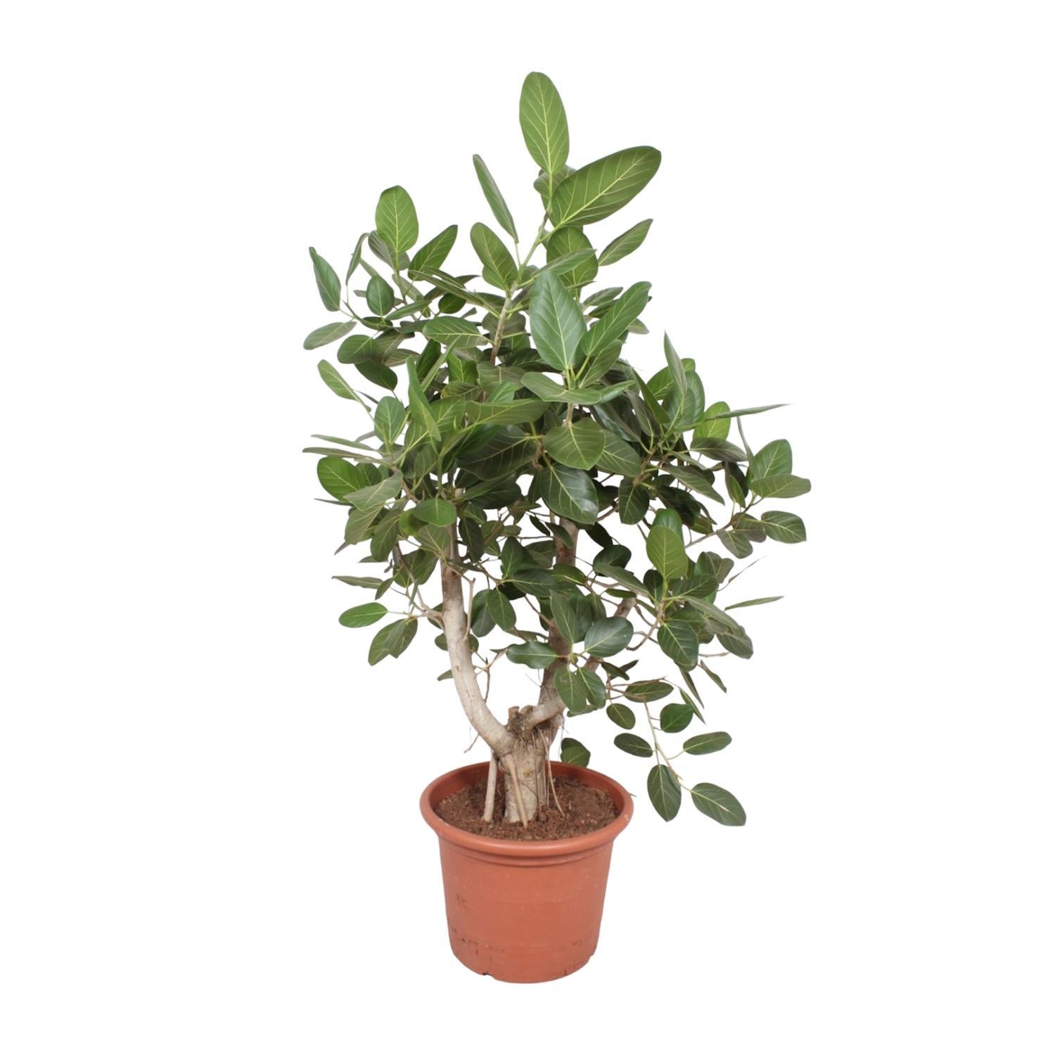 Ficus Benghalensis verzweigt - 170 cm - ø50