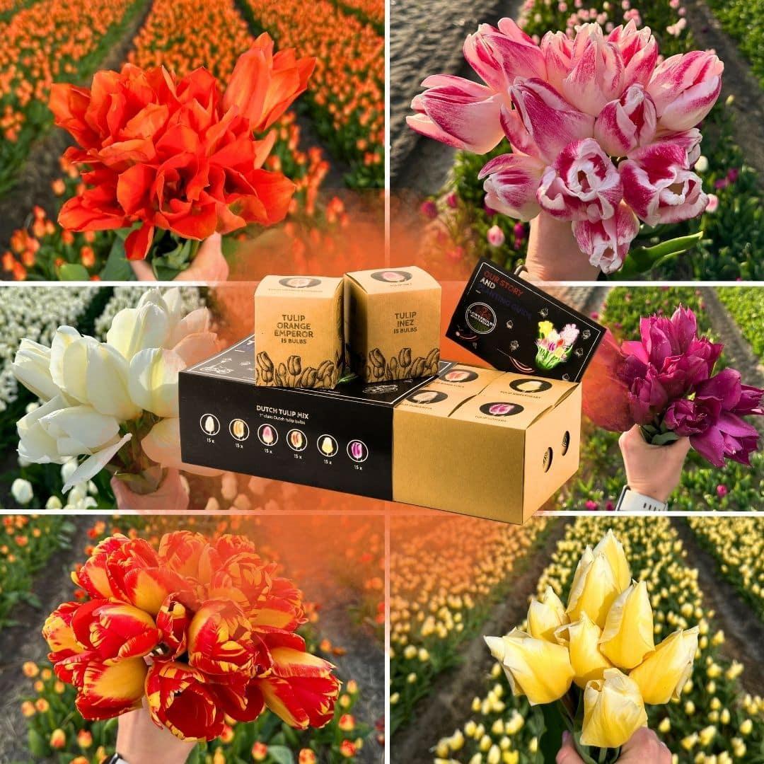 Flowerbulbs Amsterdam - Dutch Tulip Mix - Luxusbox gro�, 90 Blumenzwiebeln f�r 2,5 m� Blumenpracht - Gr��e 12+