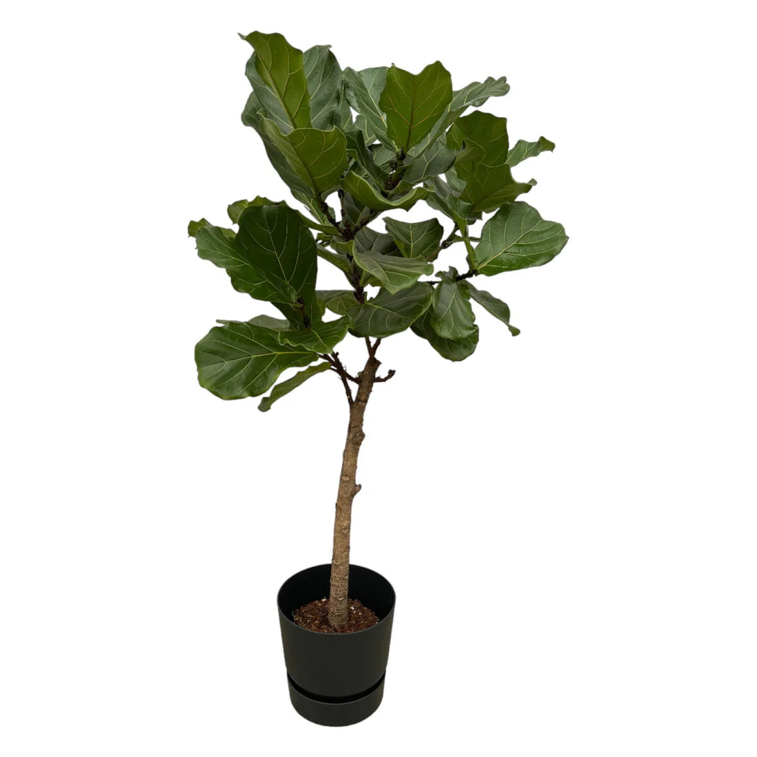 Ficus Lyrata stam inclusief elho Greenville Round - 160 cm - Ø30