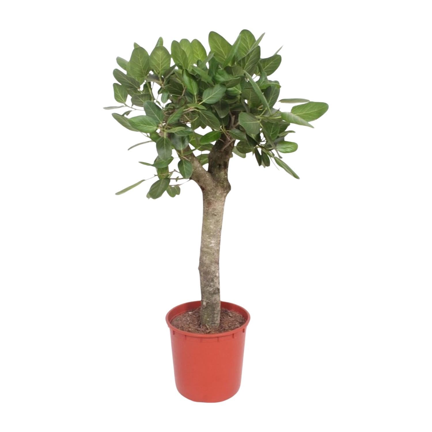 Ficus Benghalensis Baum - 150 cm - ø34