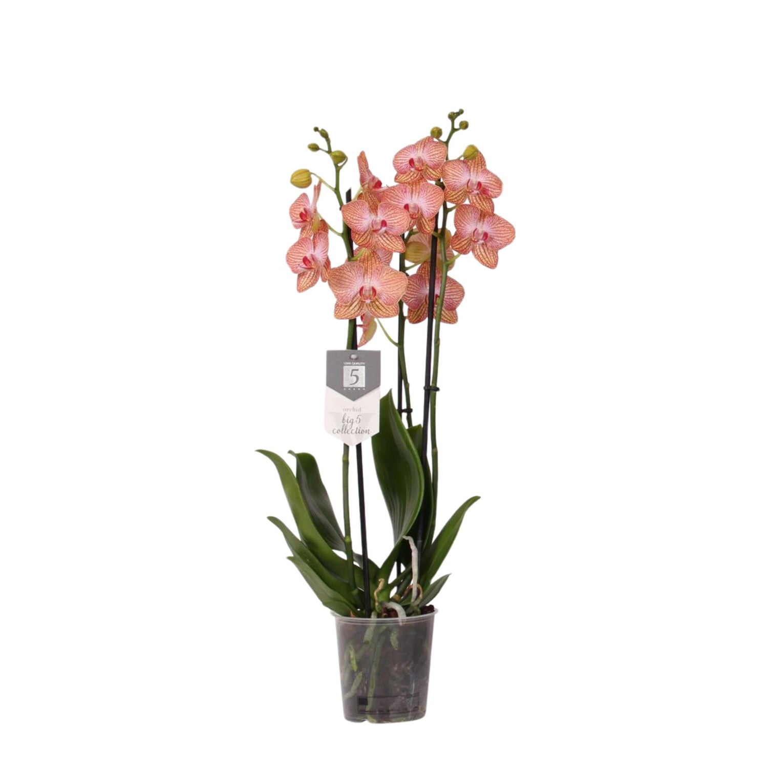 Phalaenopsis Ravello - 3 Stiele - 60 cm - Ø12cm