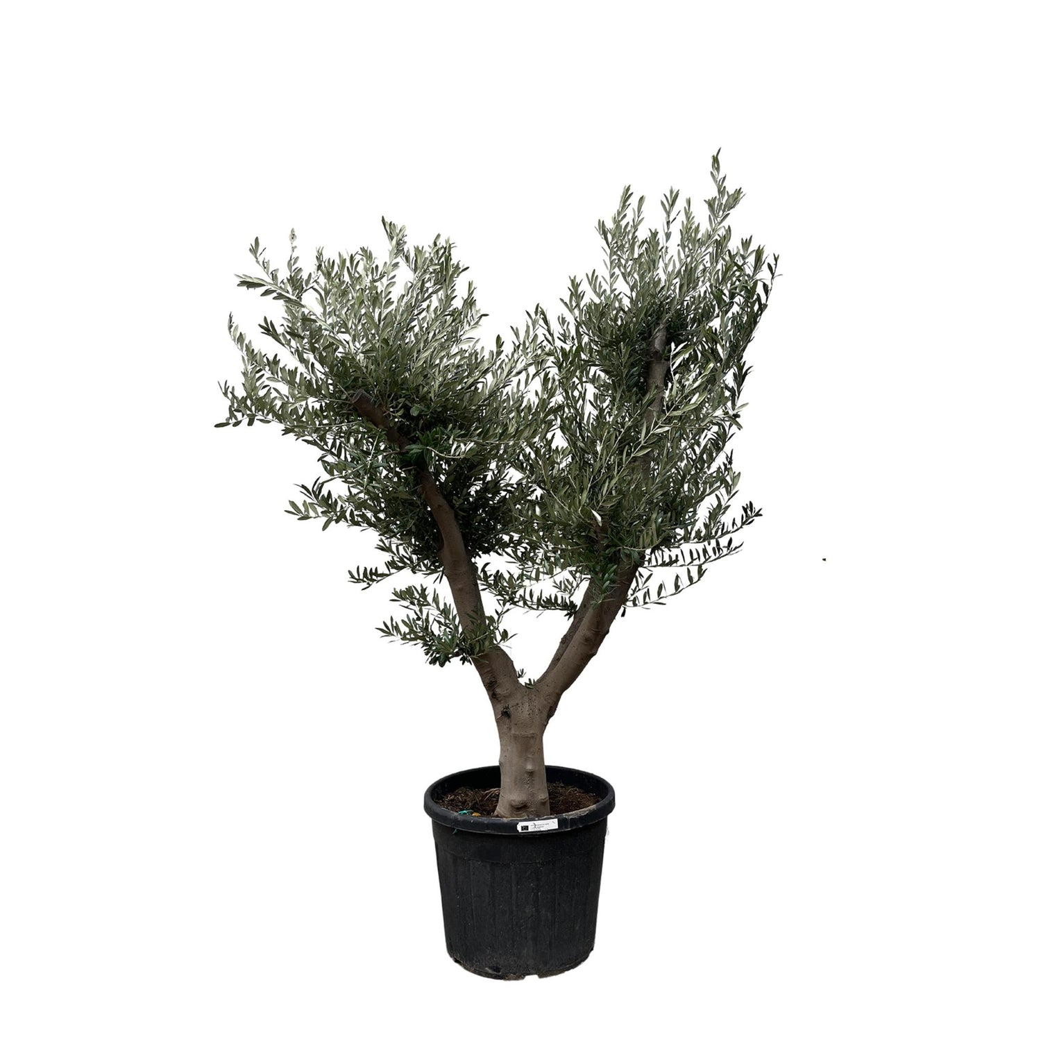 Olea Europaea Cultivo - 225cm- Ø60