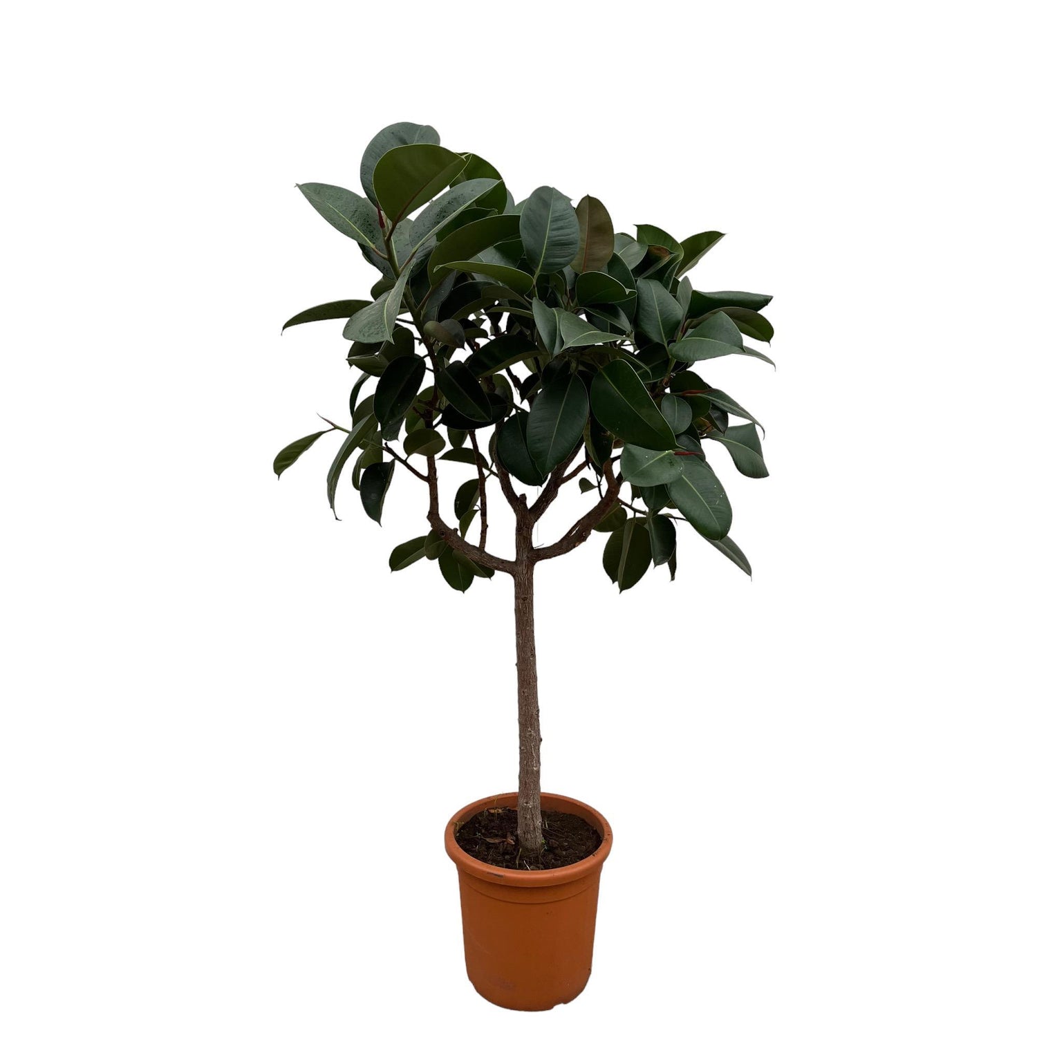 Ficus Elastica Robusta am Stamm - 180 cm - ø30