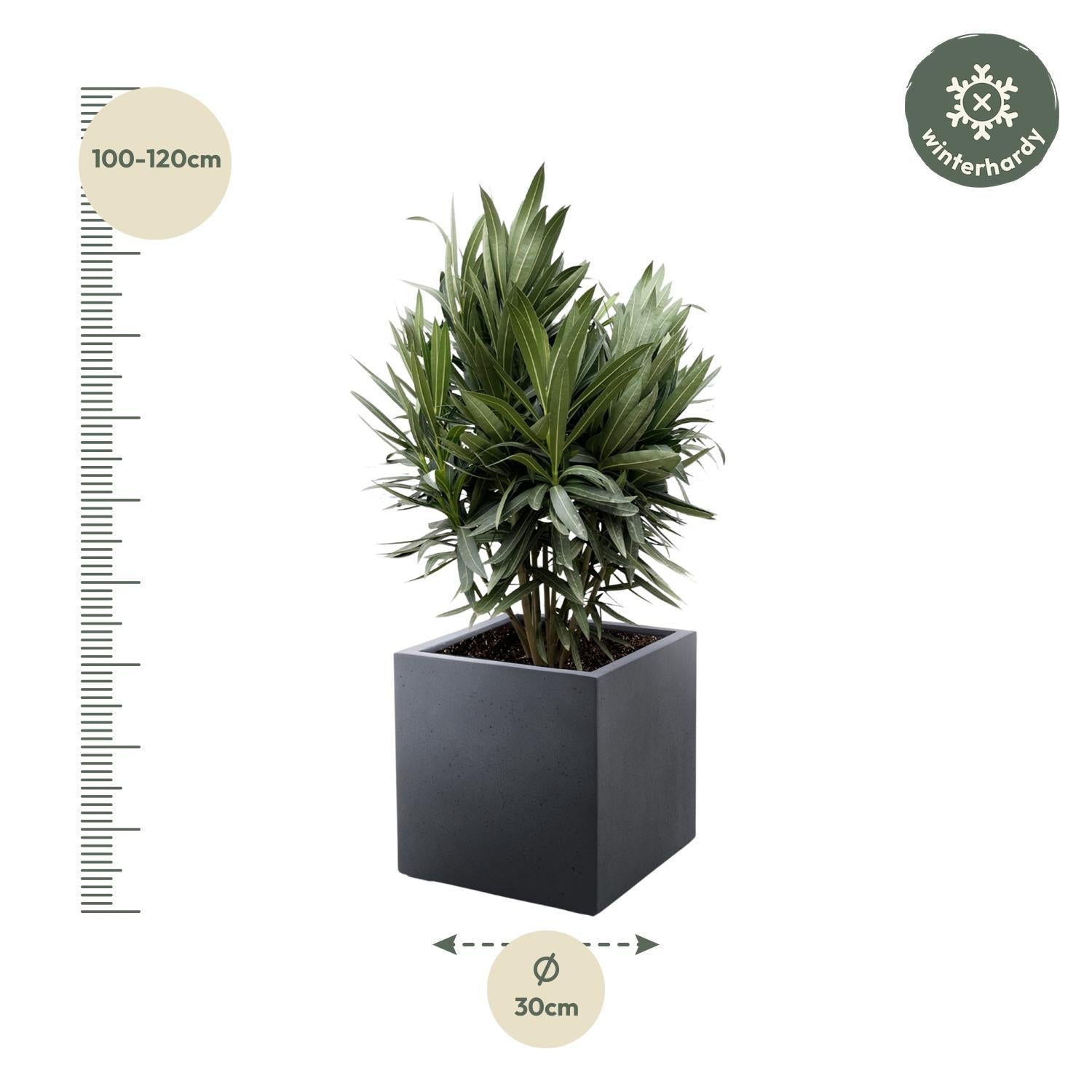 Nerium Oleander struik met rode bloem - 130cm- Ø26