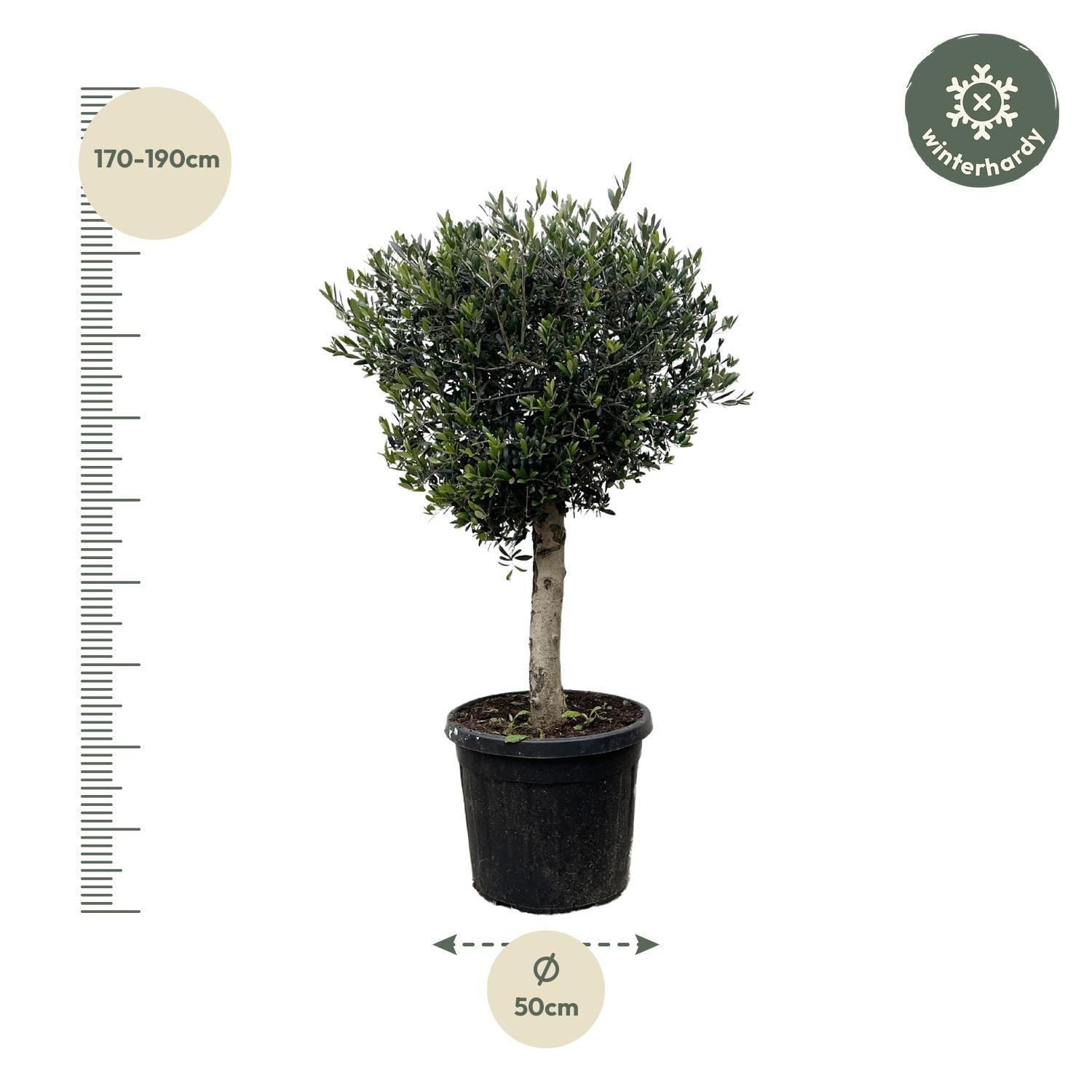 Olea Europaea Lorc - 180cm- Ø50