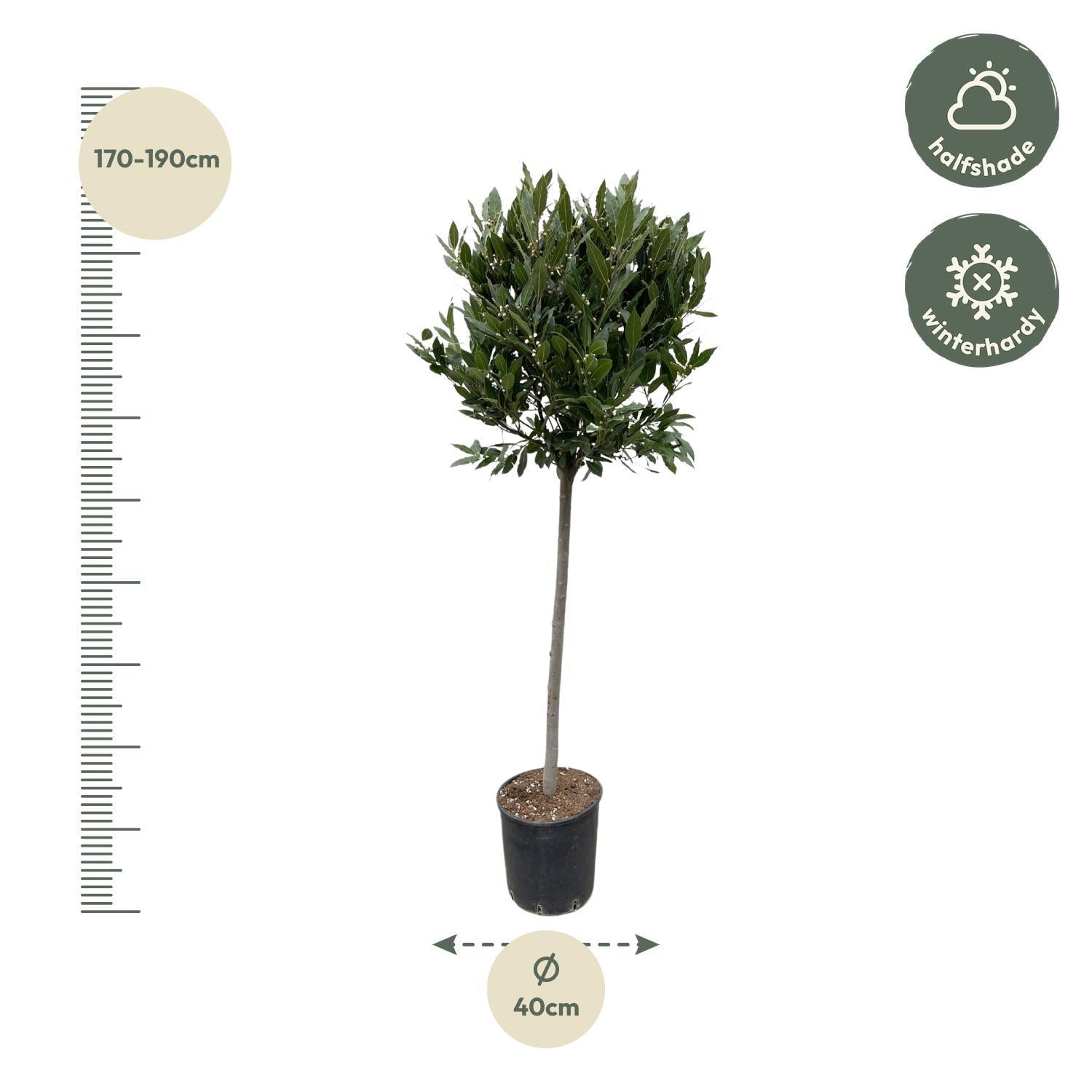 Laurus Nobilis stam - 210 cm - ø40