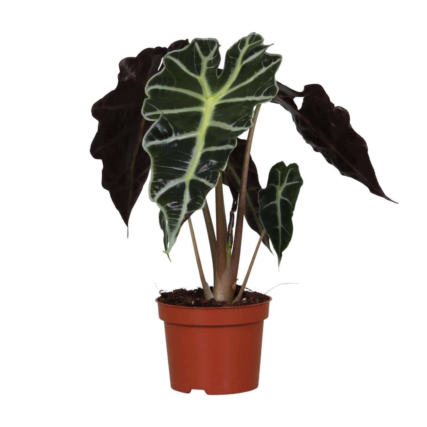 Alocasia Amazonica Polly - Ø12cm - ↕30cm