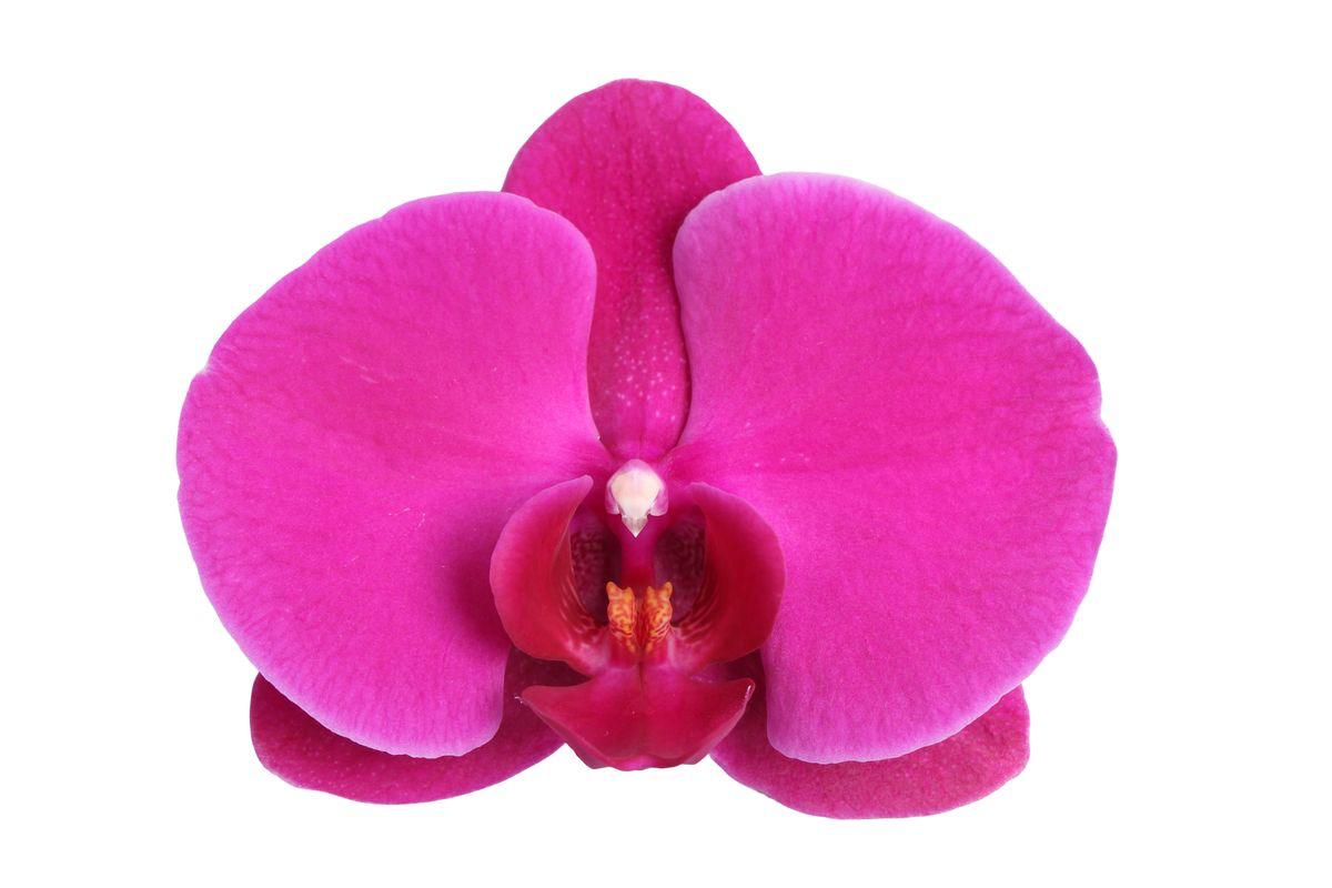 Phalaenopsis Joyride - 3 Stiele - 60 cm - Ø12cm