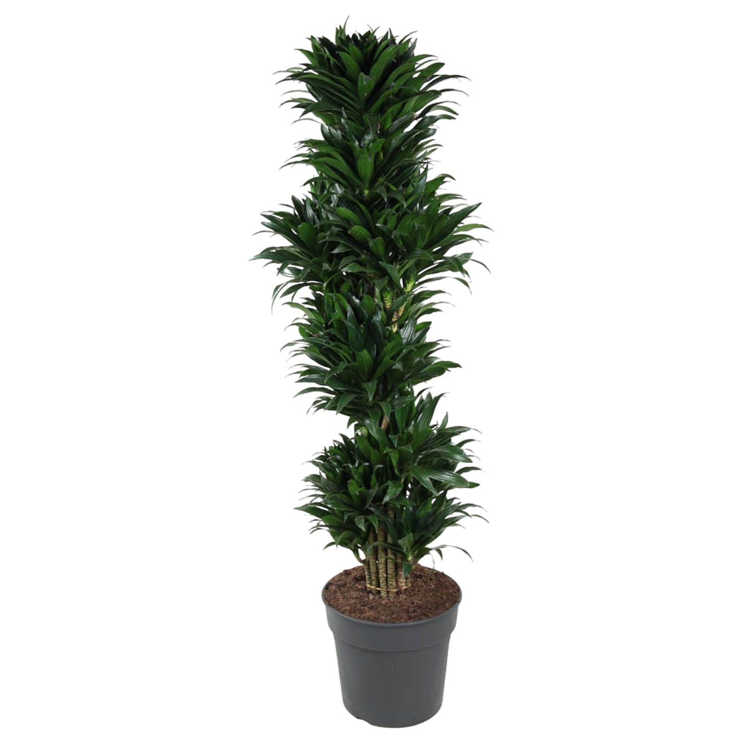 Dracaena Compacta vertakt - 170 cm - ø34