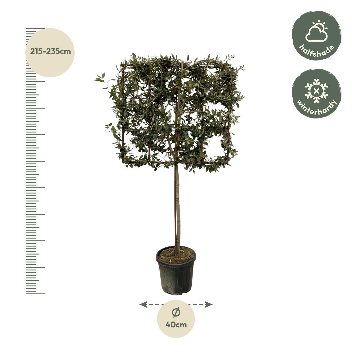 Quercus ilex boom op rek - 225 cm - Ø40cm