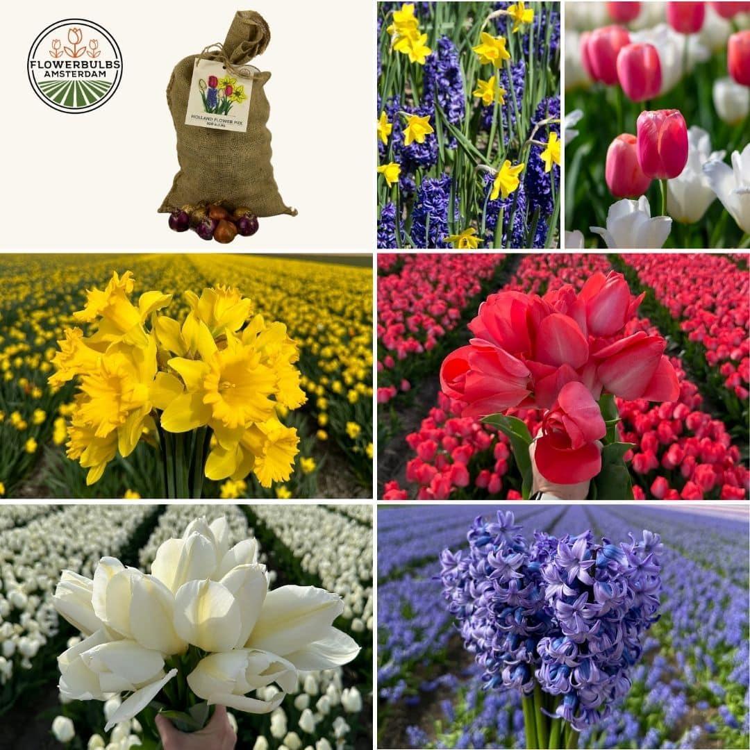 Flowerbulbs Amsterdam - Super Holland Mix - Nachhaltige Vorteilspackung, 100 Blumenzwiebeln f�r 2,5 m� Blumenpracht - Gr��e 12+