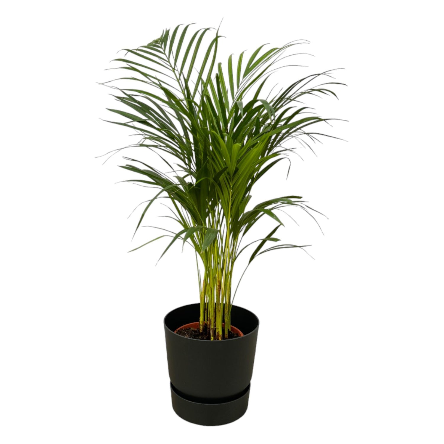 Areca palm - ↨85cm - Ø19cm inclusief elho Greenville Round zwart D24xH23