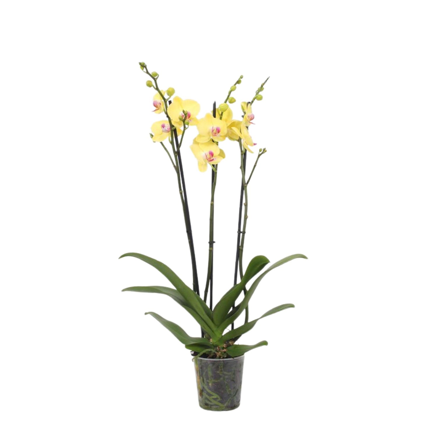 Phalaenopsis Lime Light - 3 Stiele - 60 cm - Ø12cm