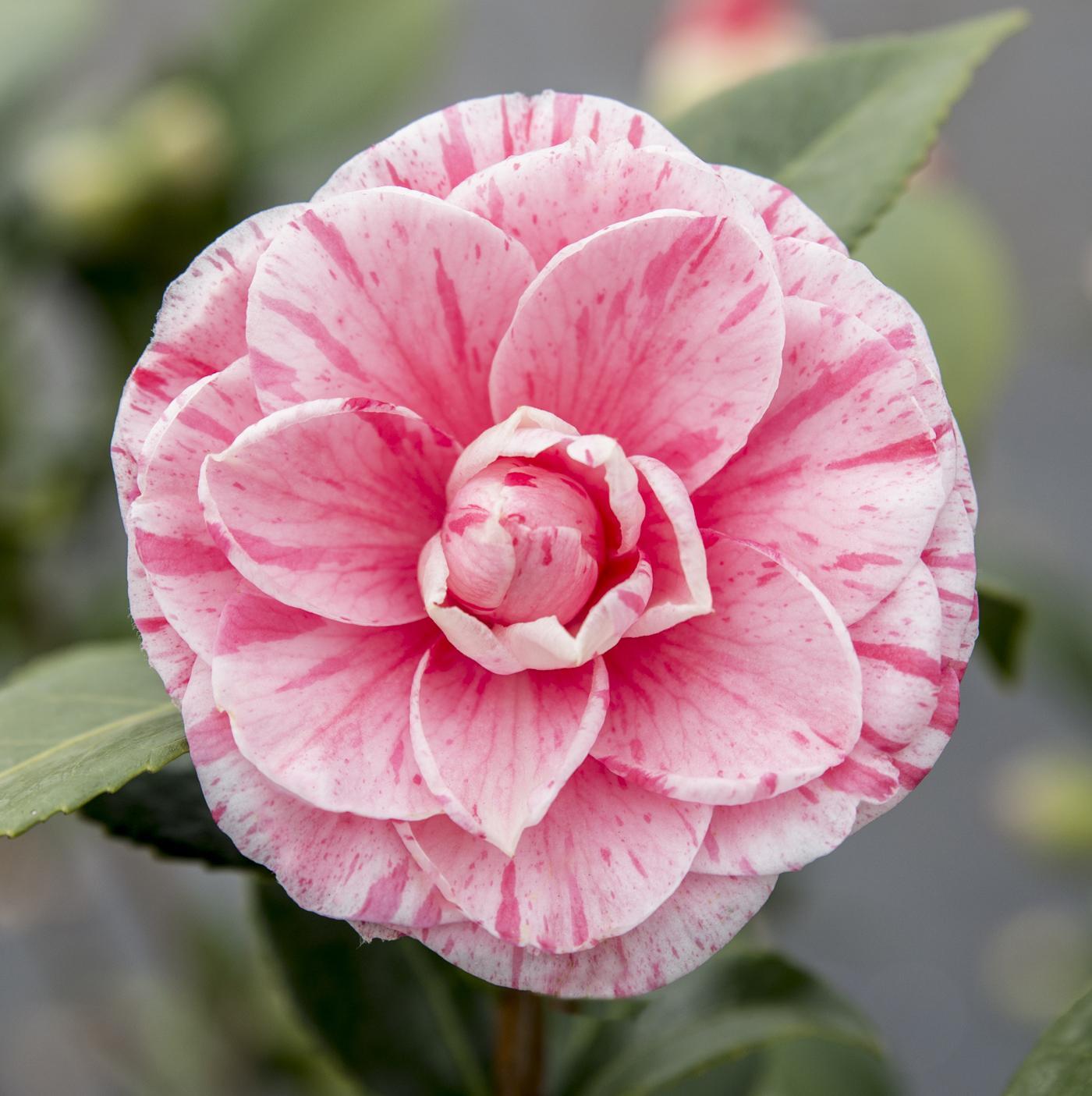 Camellia japonica Bonomiana - ↨65cm - Ø19cm