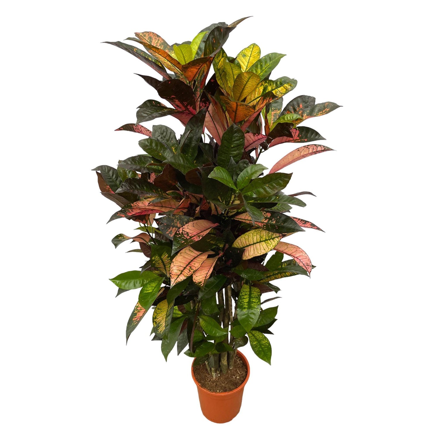 Codiaeum (Wunderstrauch) (Croton Iceton) verzweigt - 130 cm - Ø21cm