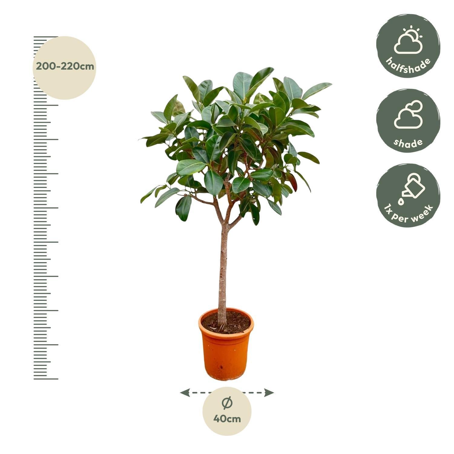 Ficus Elastica  Robusta op stam - 210cm - ø40