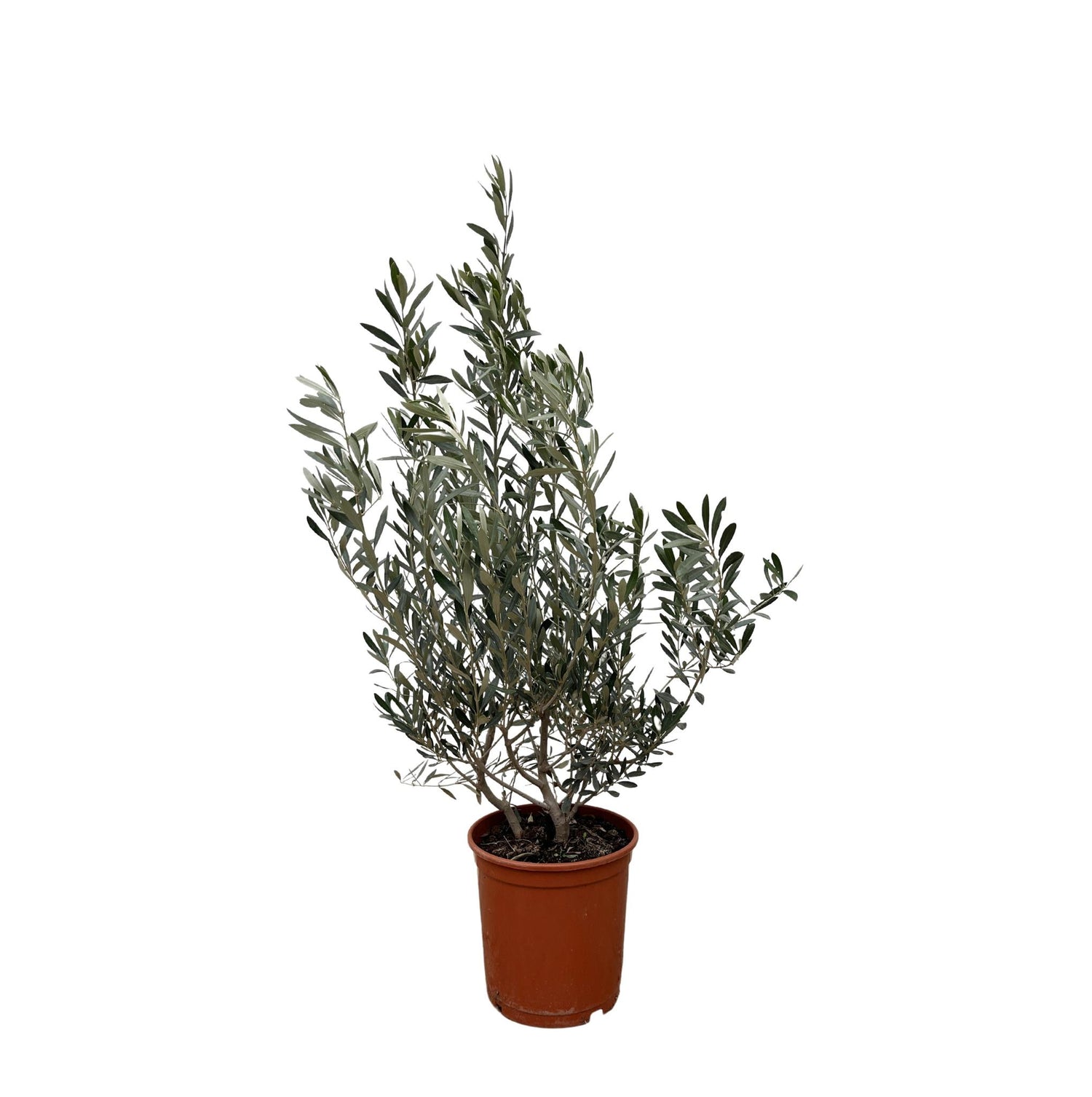 Olea Europaea struik - 100cm- Ø25