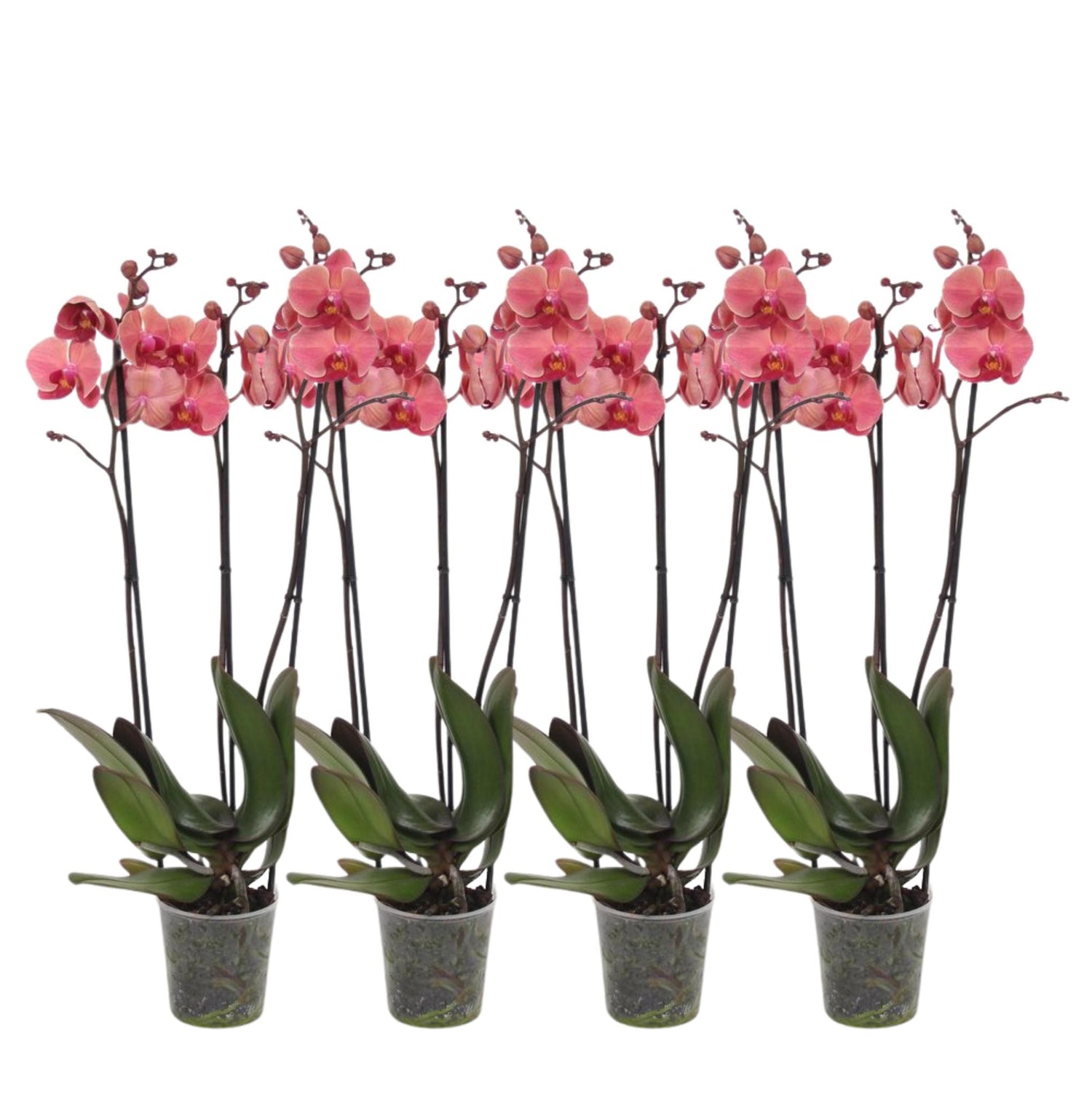 Set van 4 - Phalaenopsis Narbonne - 3 tak orchidee - 60 cm - Ø12cm