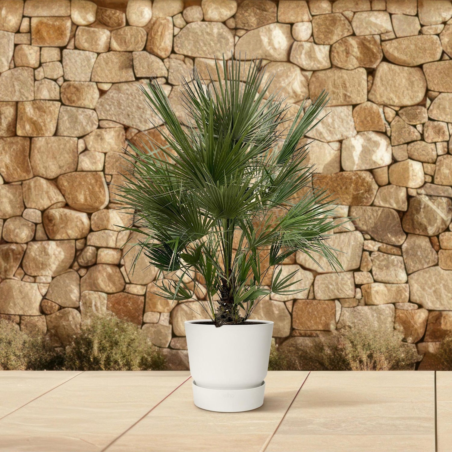 Chamaerops Humilis struik - 200 cm - ø40