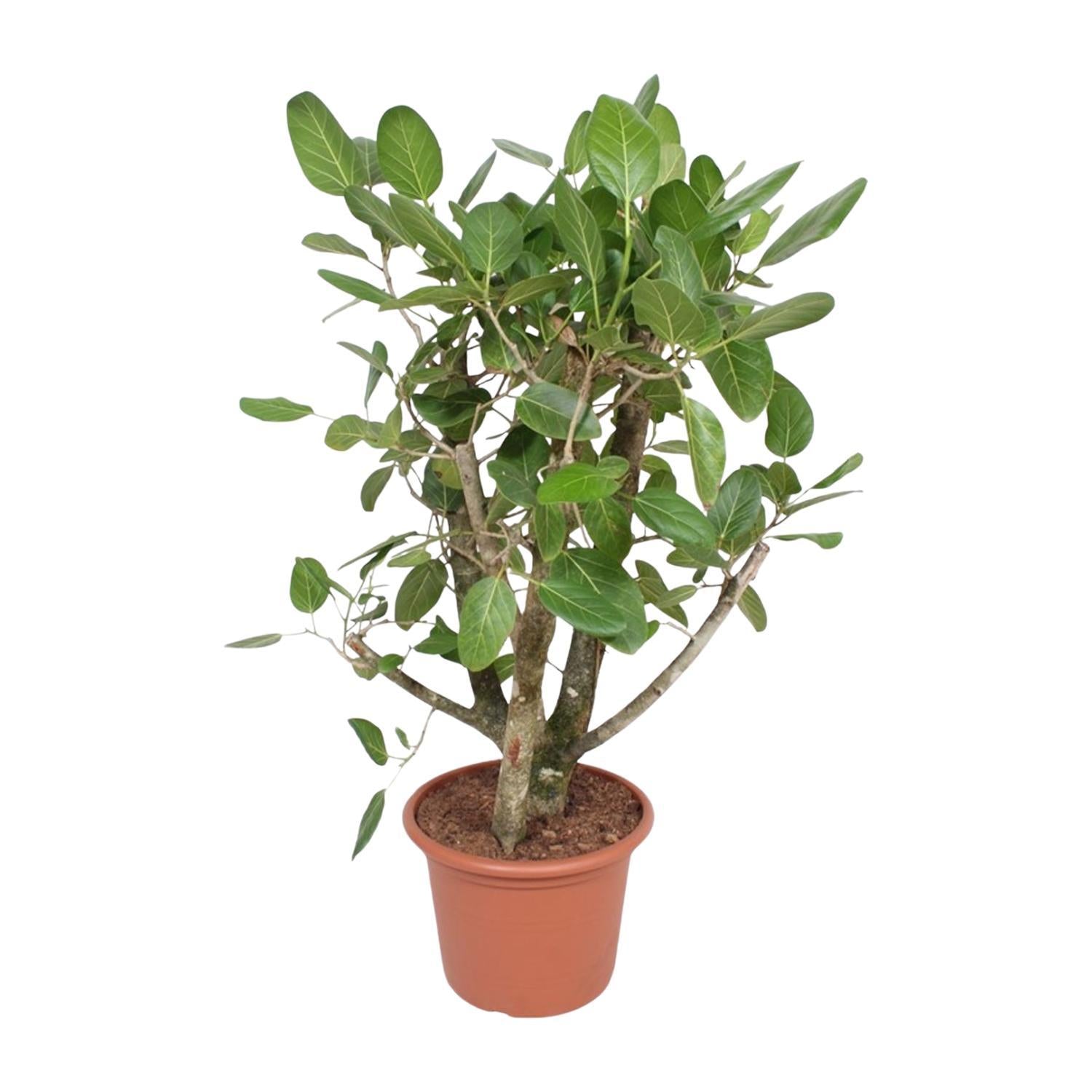 Ficus Benghalensis vertakt - 140 cm - ø40