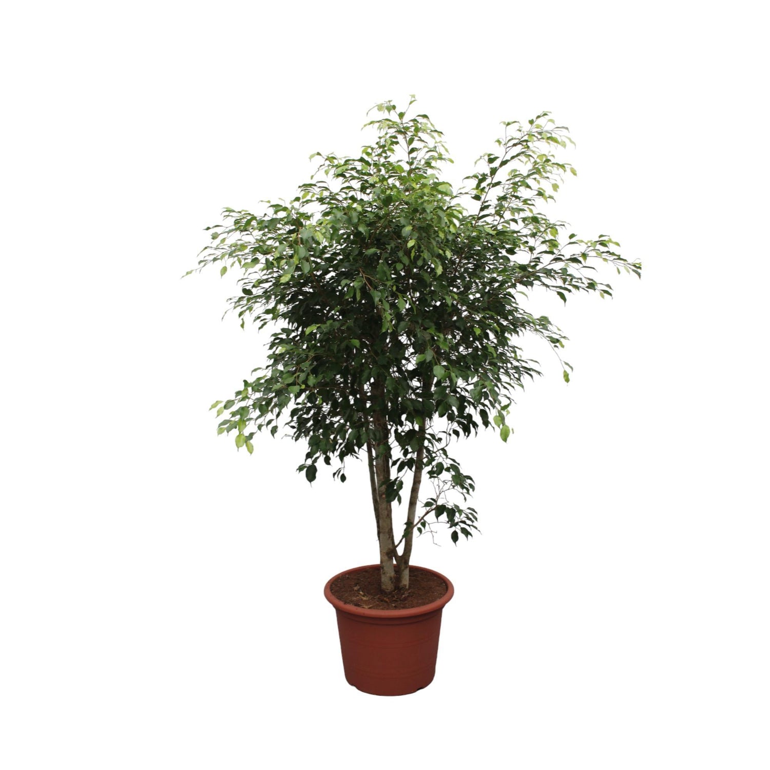 Ficus Benjamina Exotica verzweigt  - 190 cm - ø50