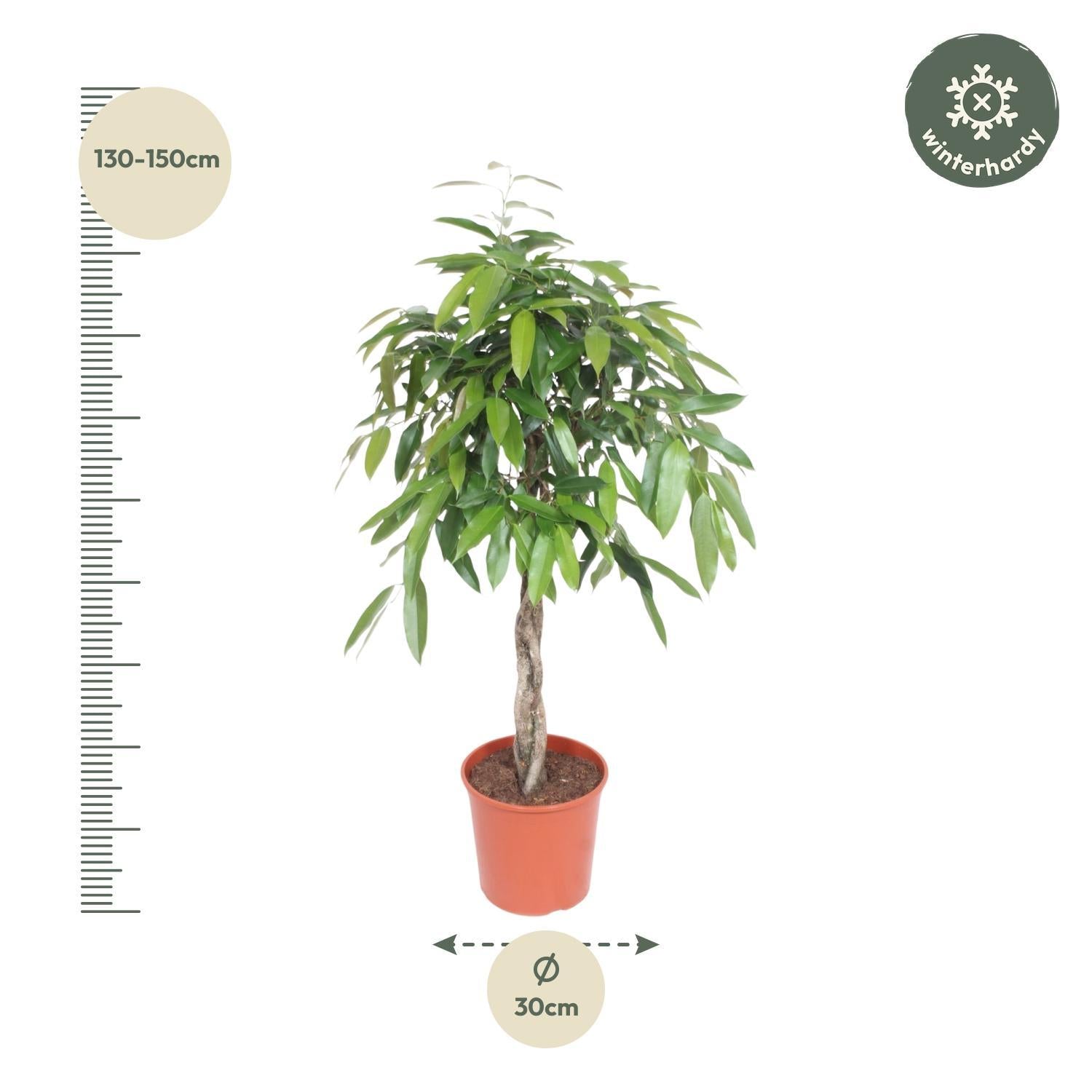 Ficus Amstel King gevlochten stam - 140 cm - ø30