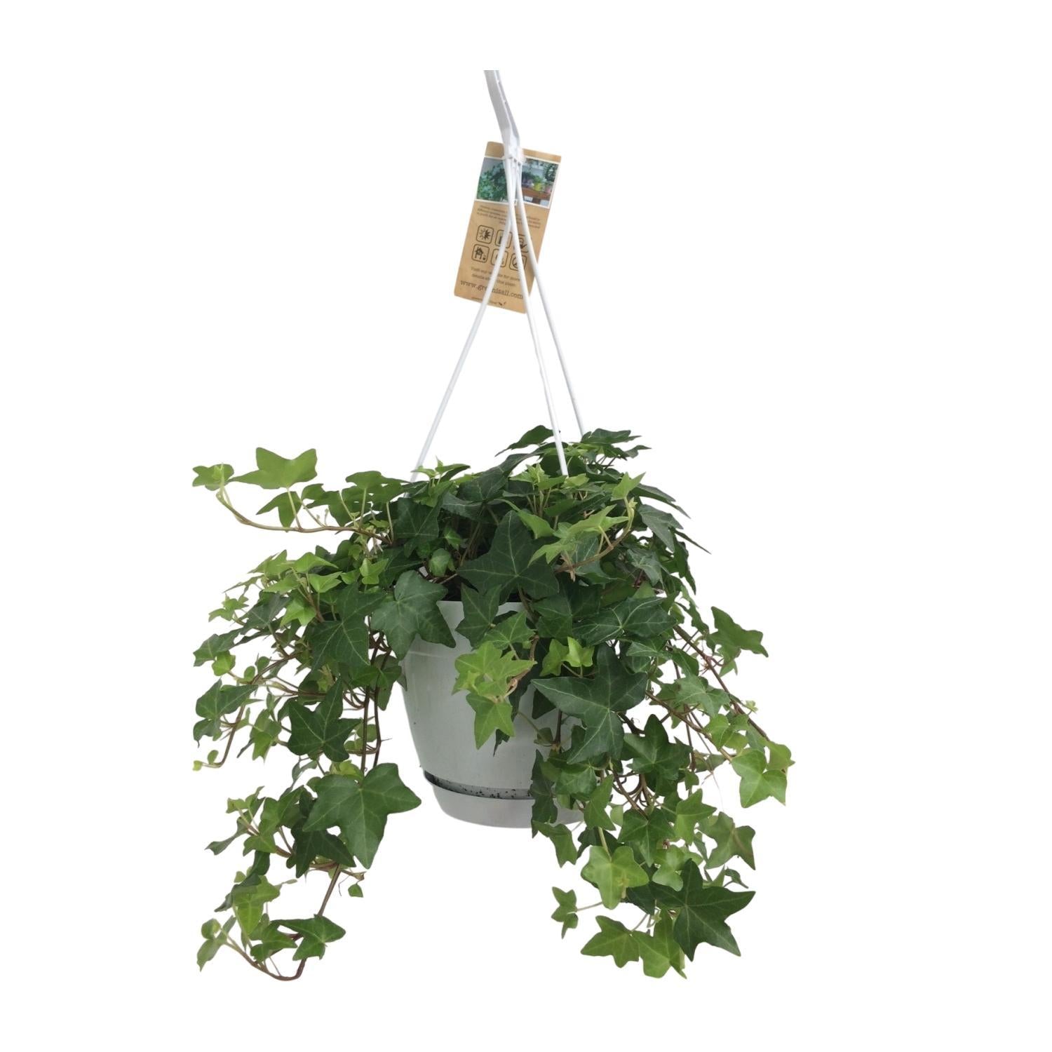 Hedera Helix Groen - Hangpot Wit / Basic - Ø17cm - ↕cm