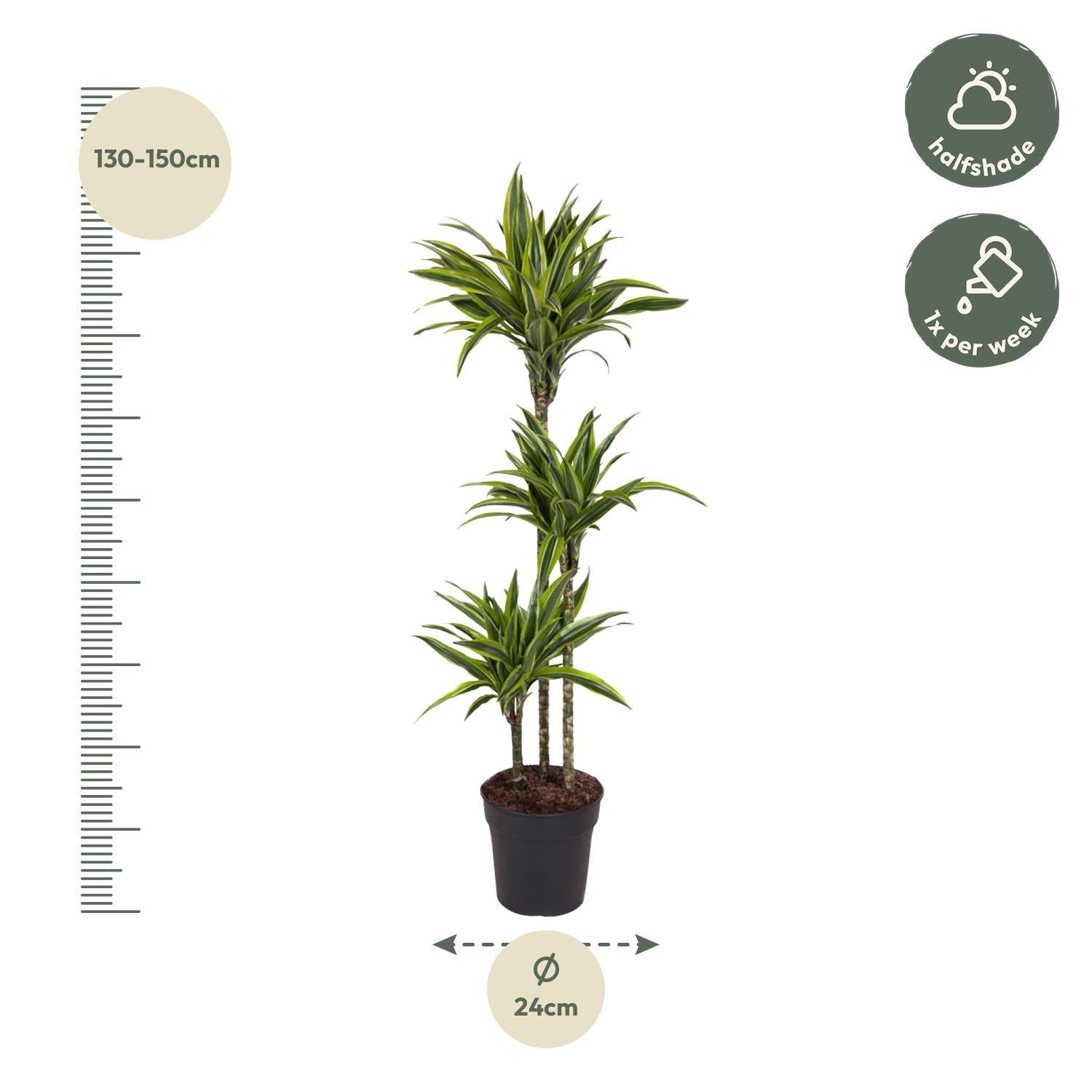 Dracaena Lemon Lime - 140 cm - ø24