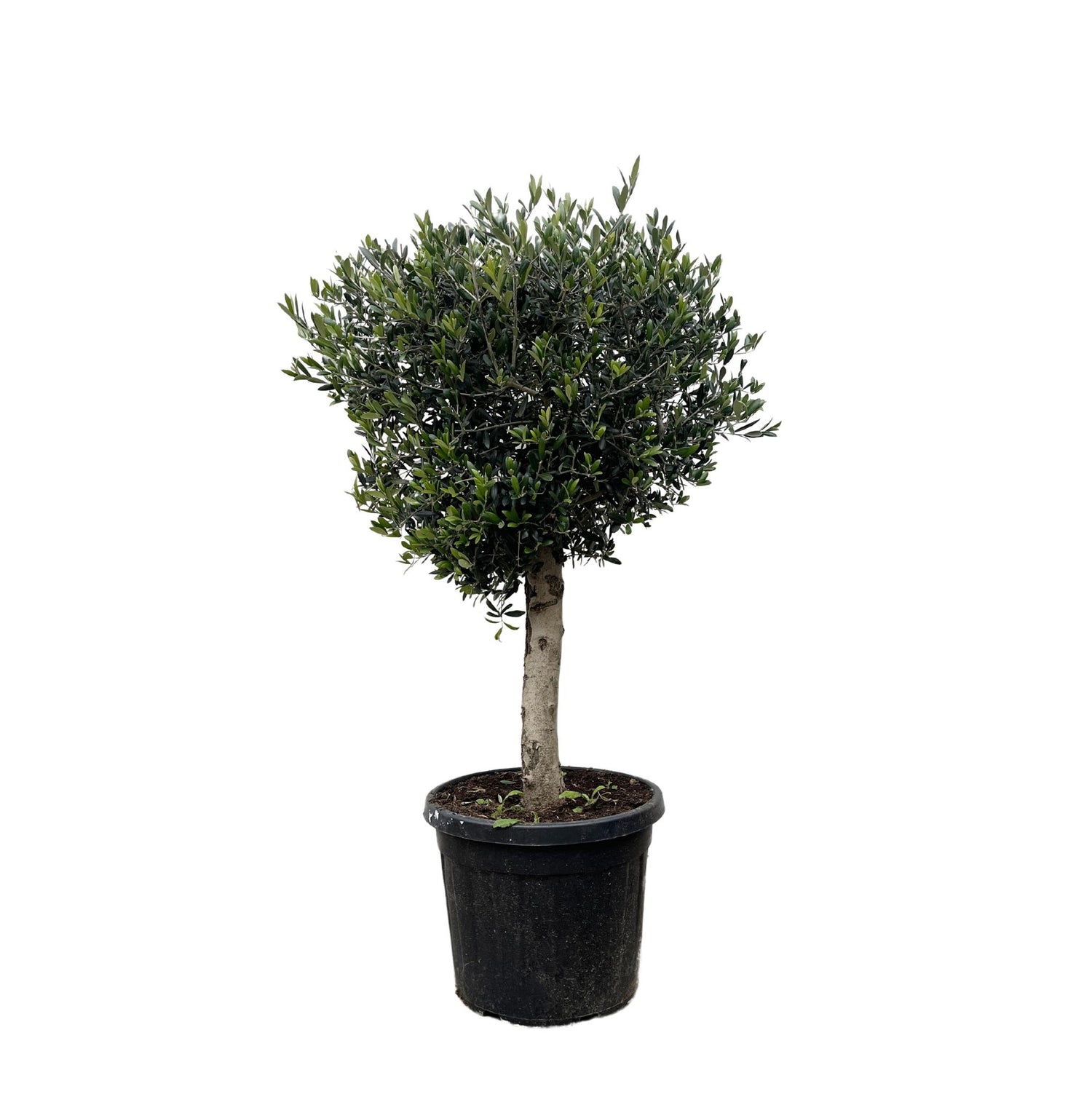 Olea Europaea Lorc - 180cm- Ø50