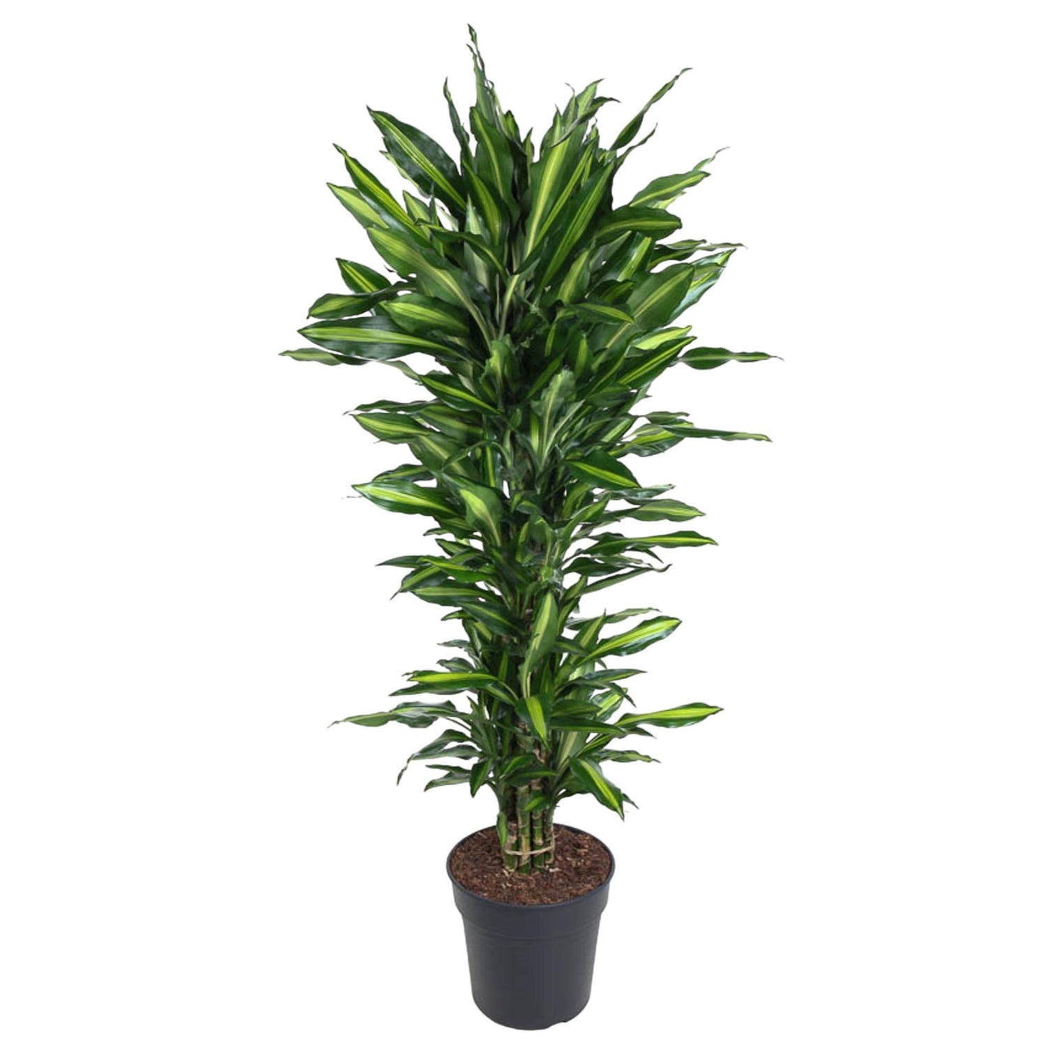 Dracaena Cintho verzweigt - 150cm - ø31