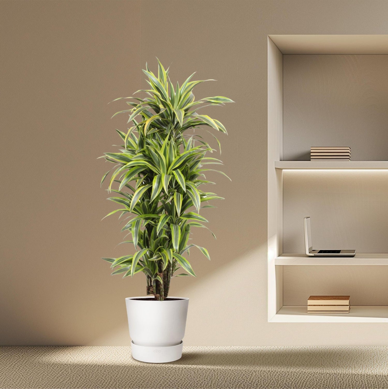 Dracaena Lemon Lime - 150 cm - ø30