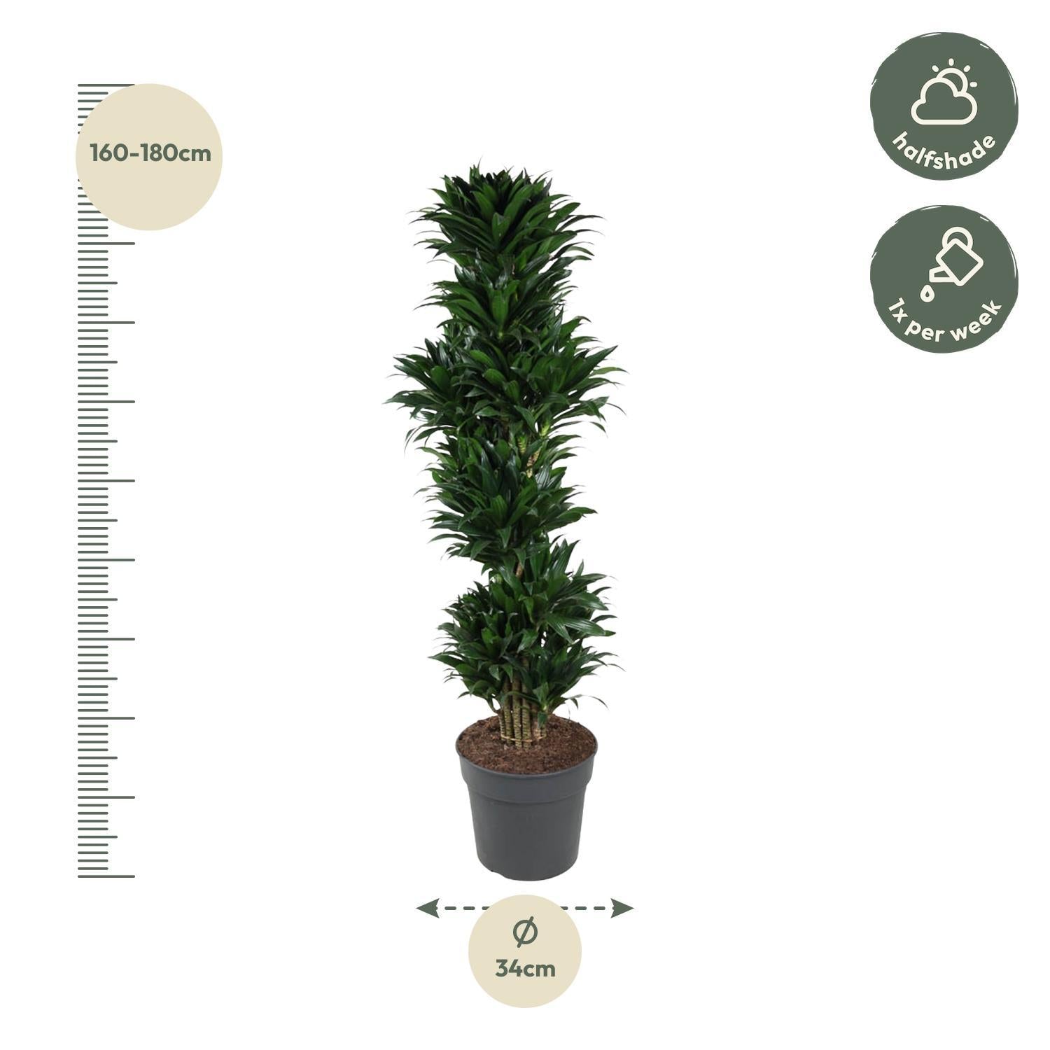 Dracaena Compacta vertakt - 170 cm - ø34