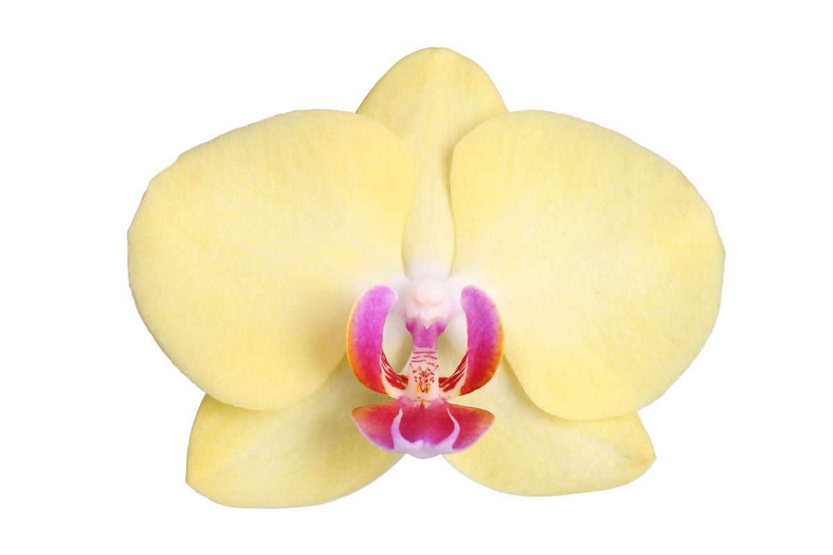 Phalaenopsis Lime Light - 3 Stiele - 60 cm - Ø12cm