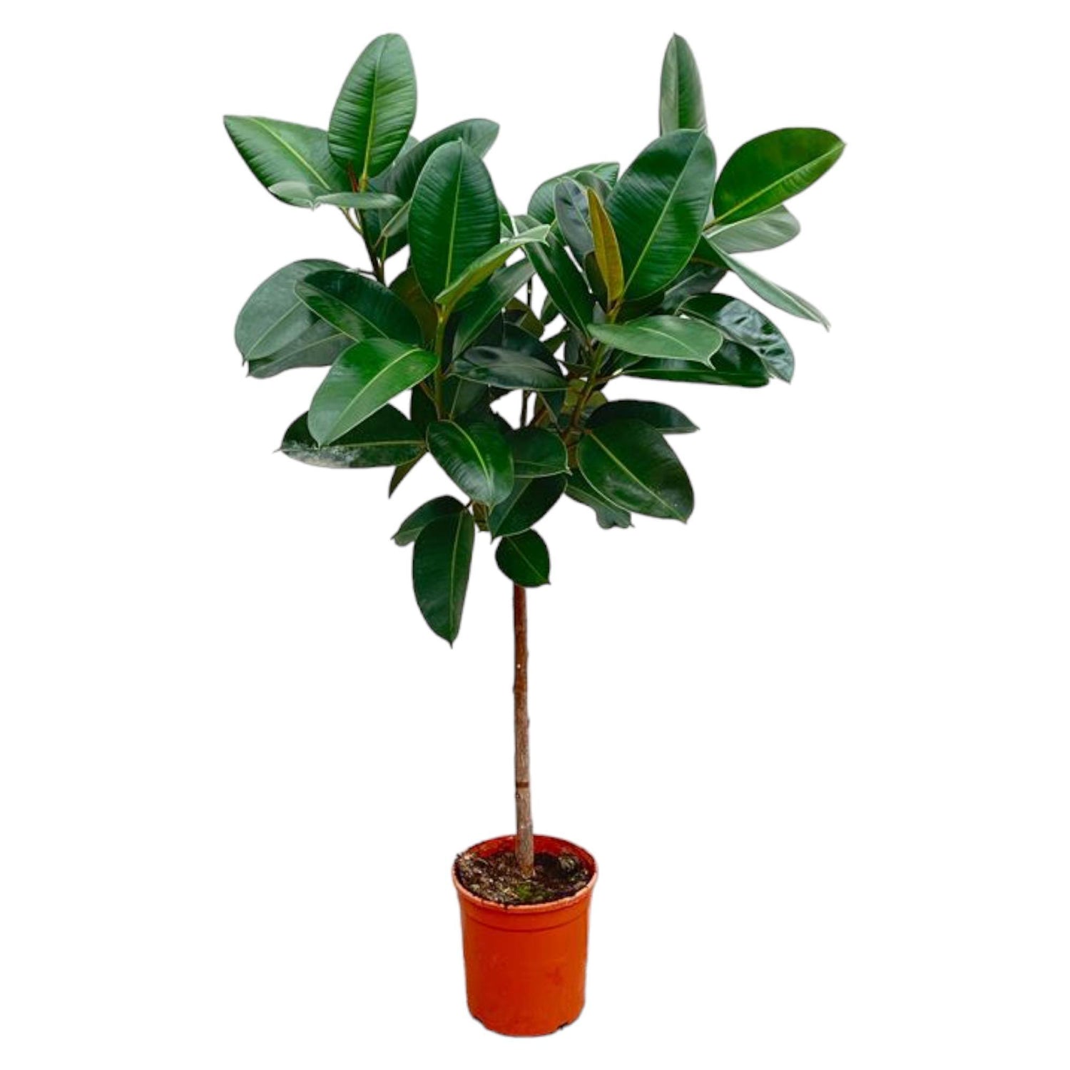 Ficus Elastica Robusta op stam - 130 cm - ø24