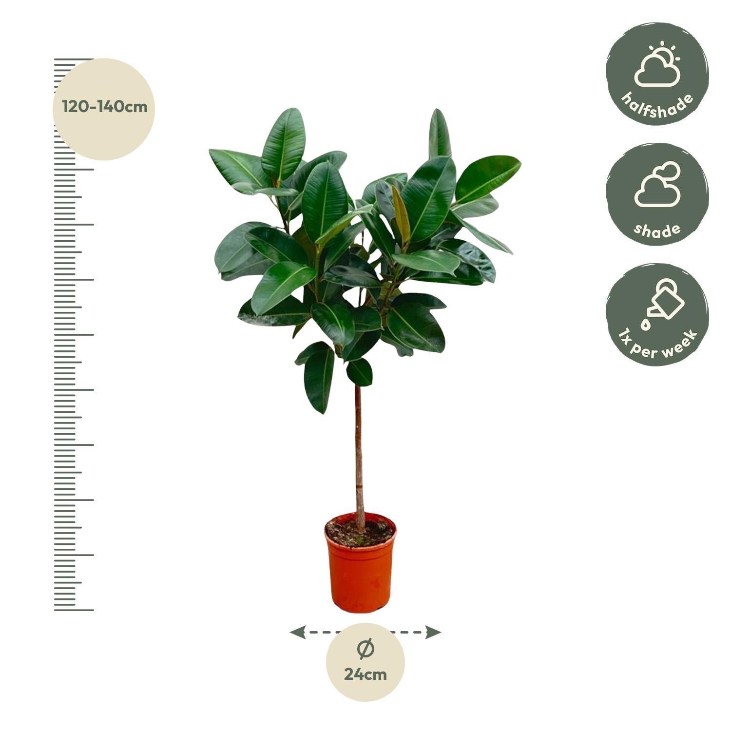 Ficus Elastica Robusta op stam - 130 cm - ø24