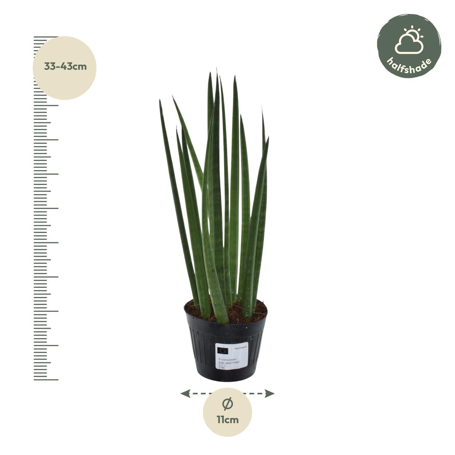 Sansevieria cylindrica 'Bacularis' / Mikado  - 38 cm - ø10,5